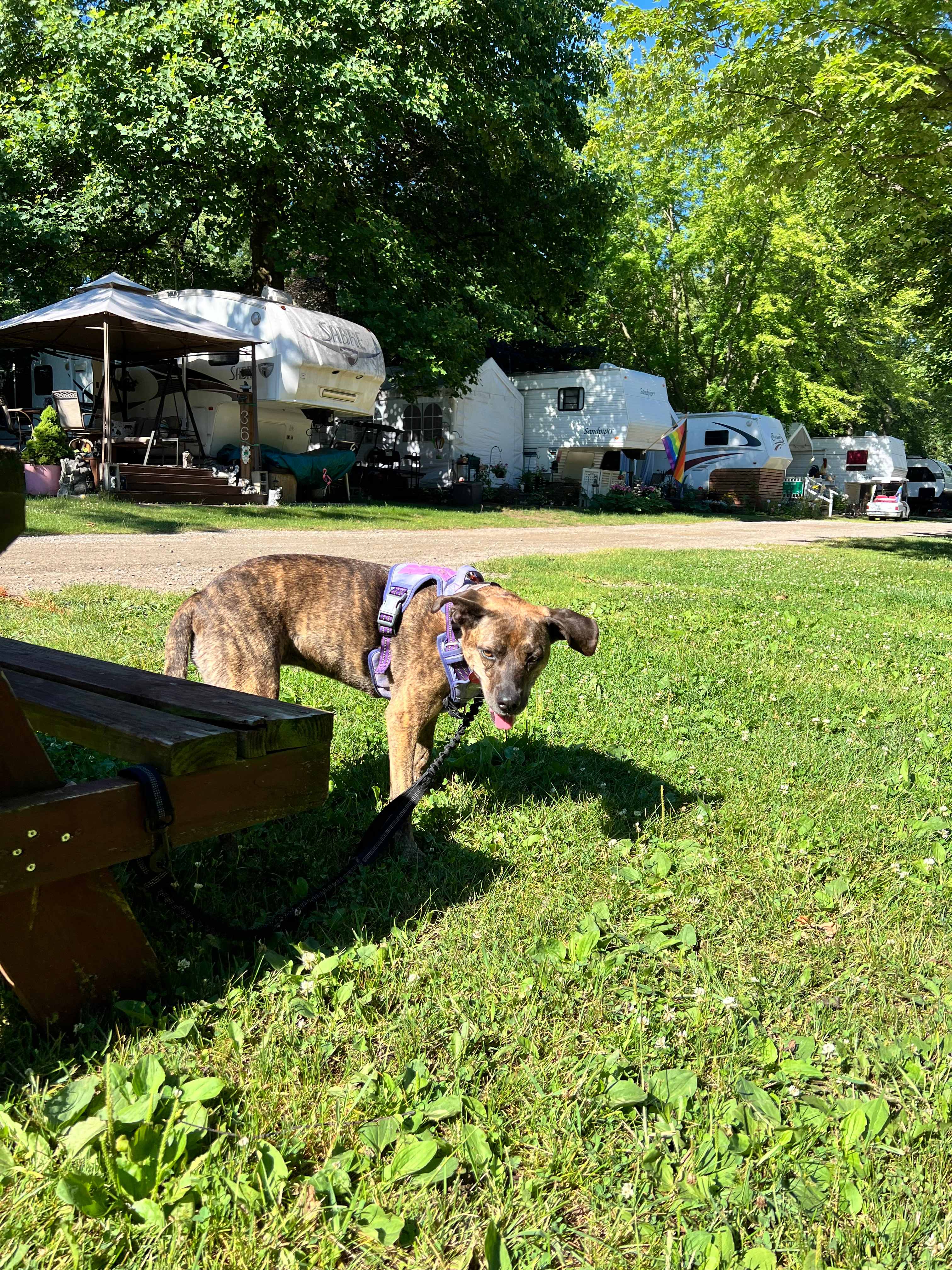 Campit Outdoor Resort Saugatuck