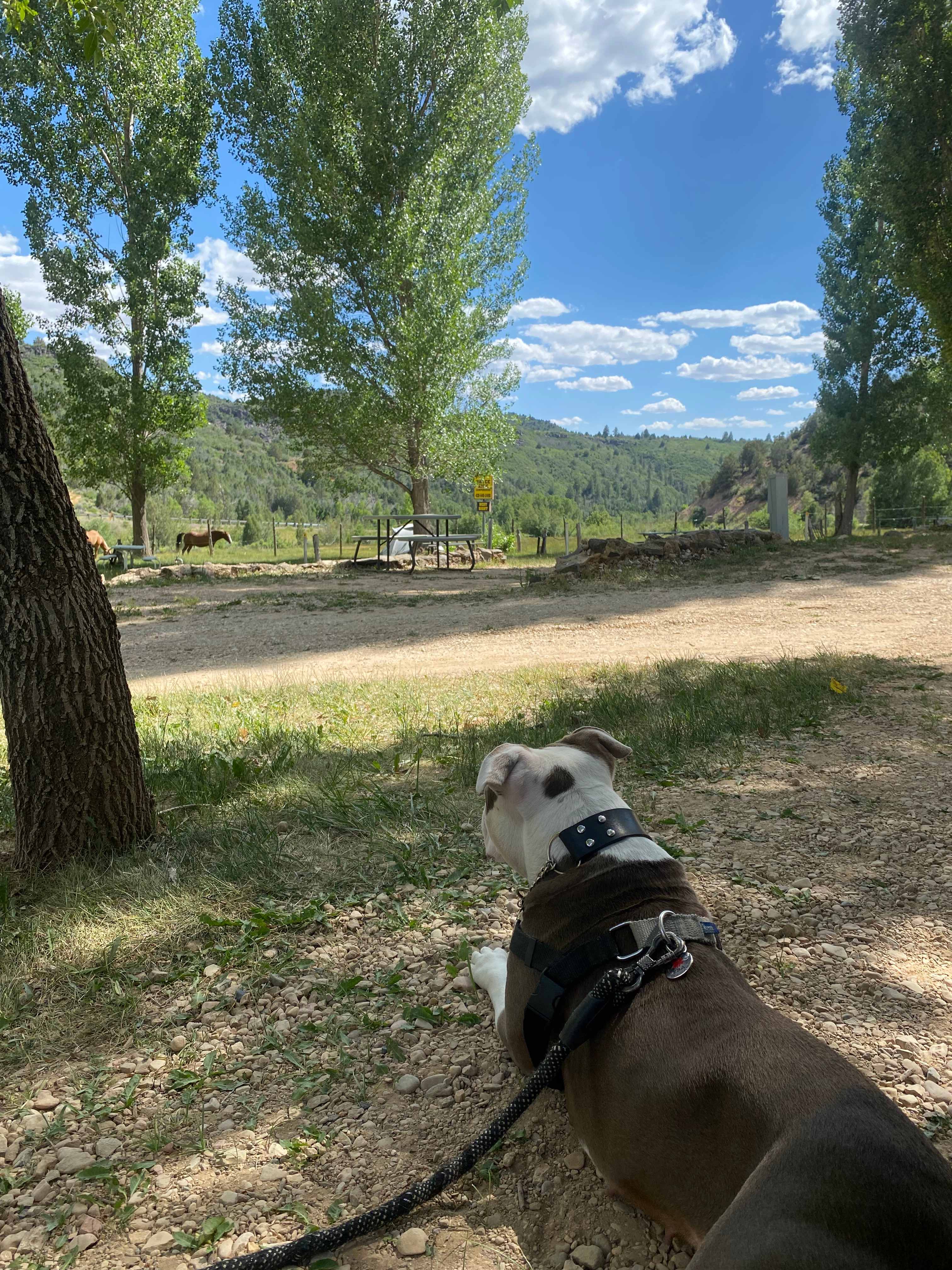 Bryce Zion Campground