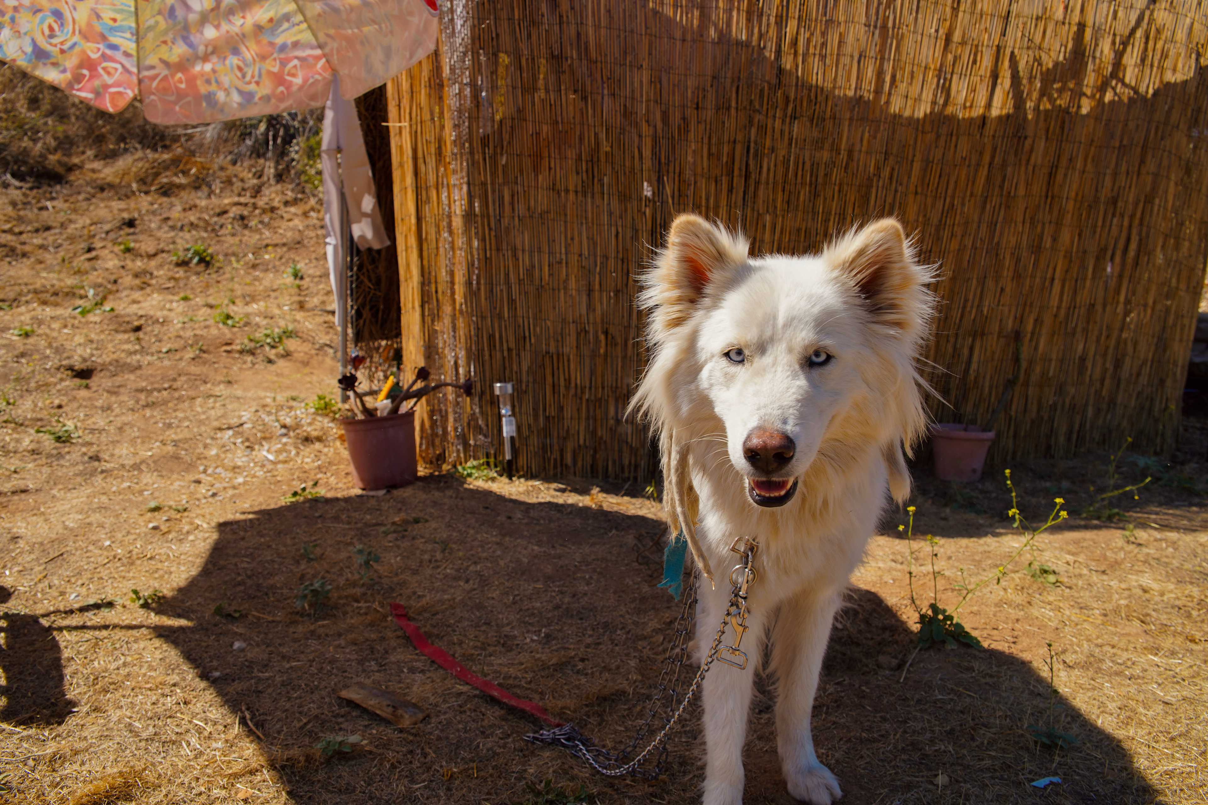 Pets are welcomed, we got a warm welcome from the host puppy!