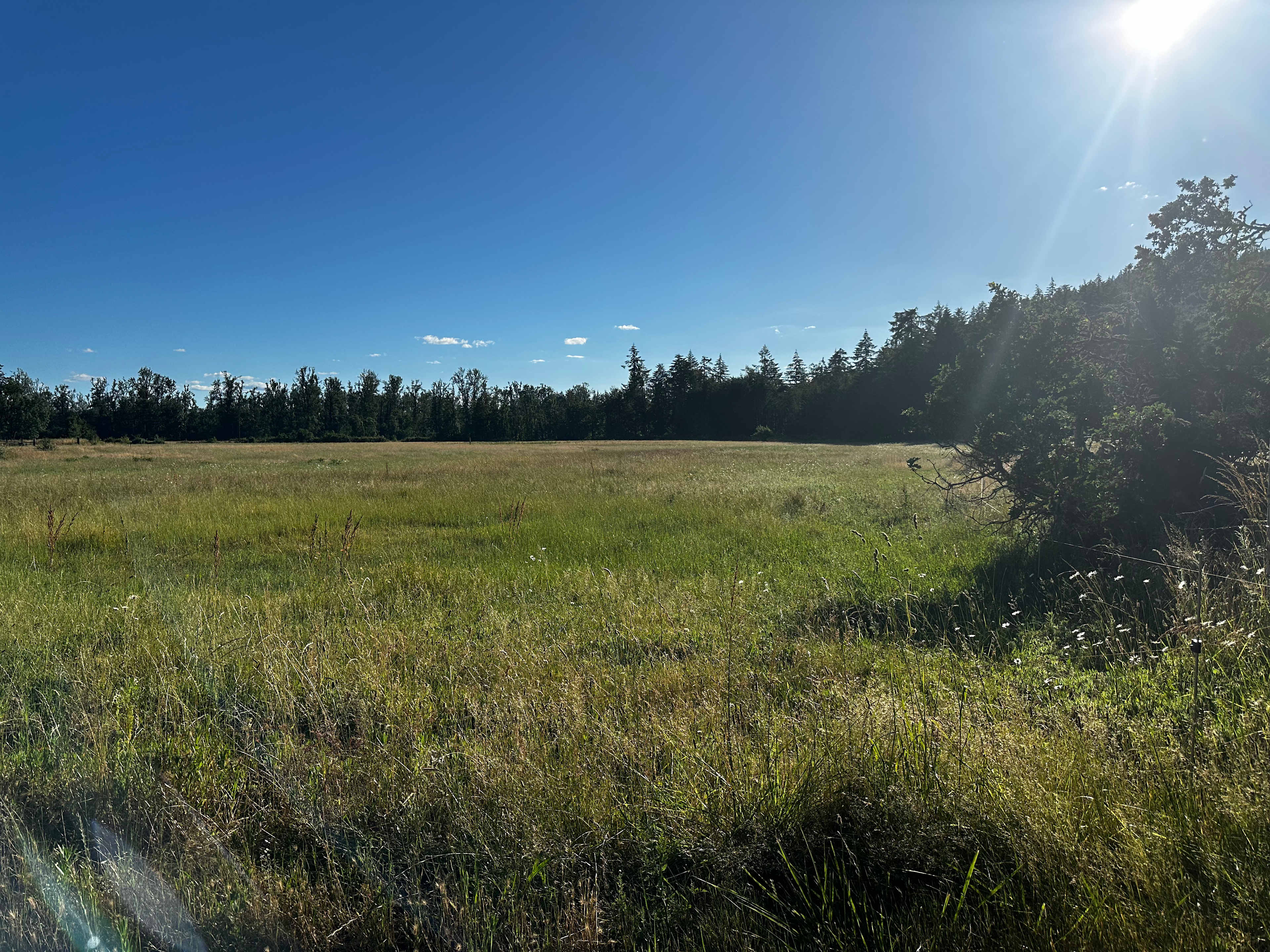 This is the meadow on your left as you drive toward the trees. 