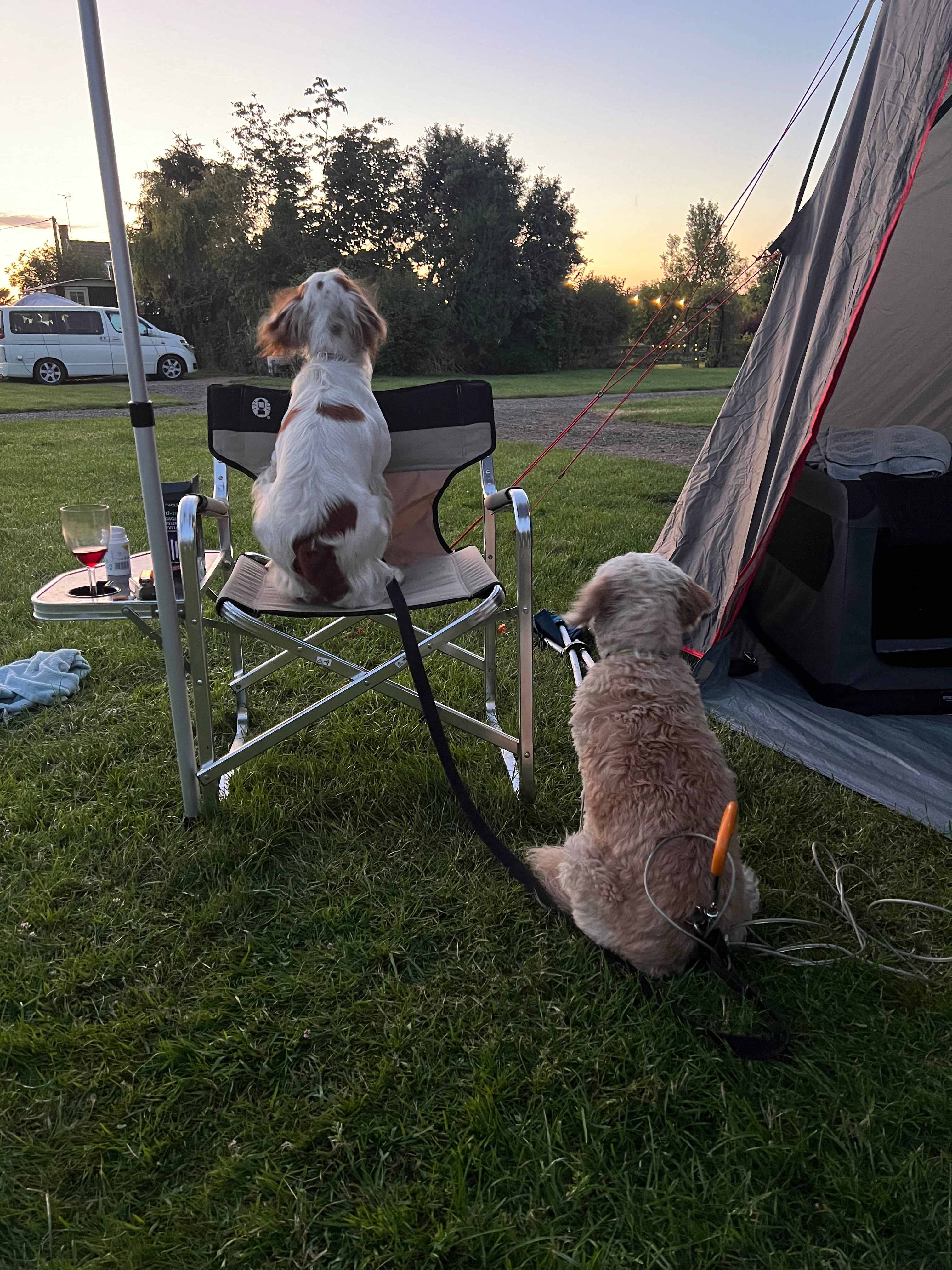 Camping dogs!