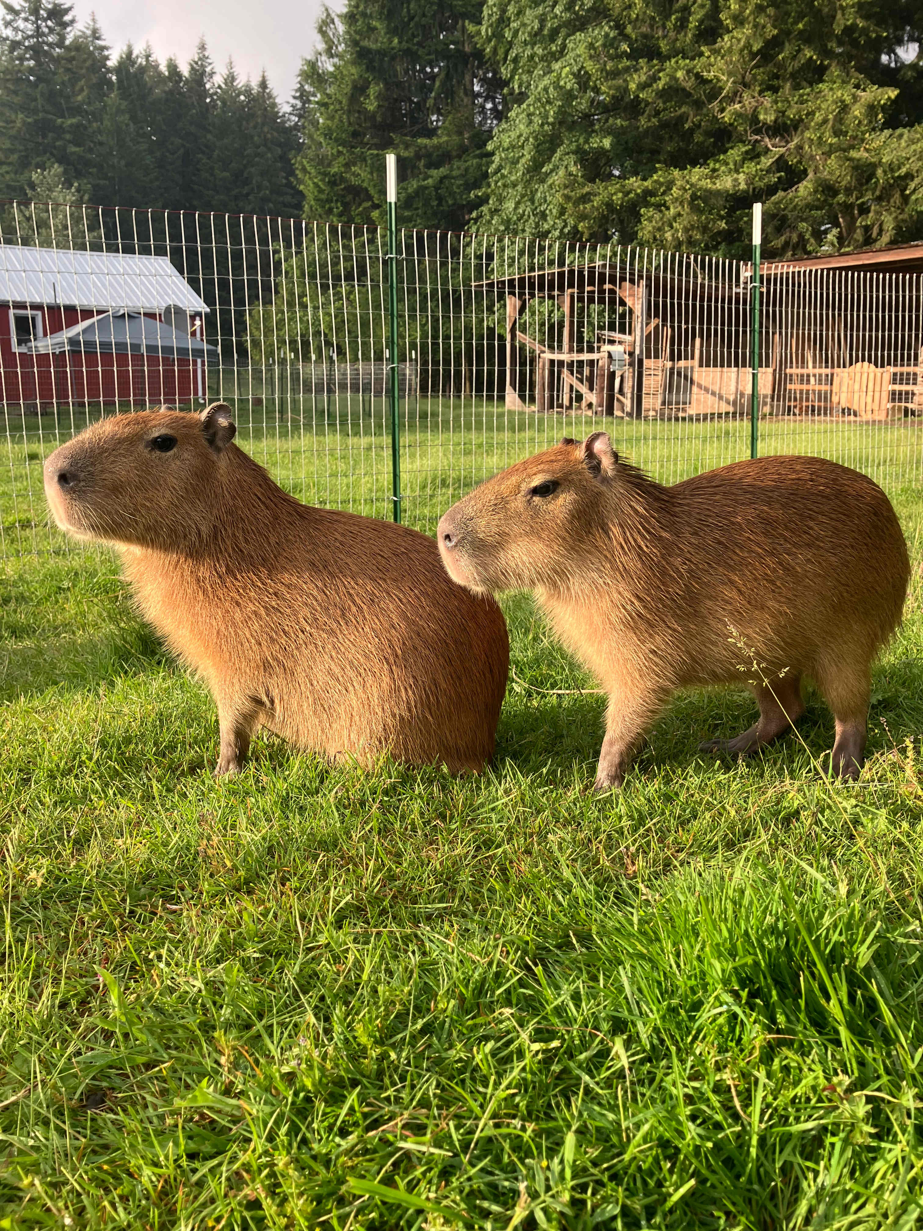 The Healing Farm
