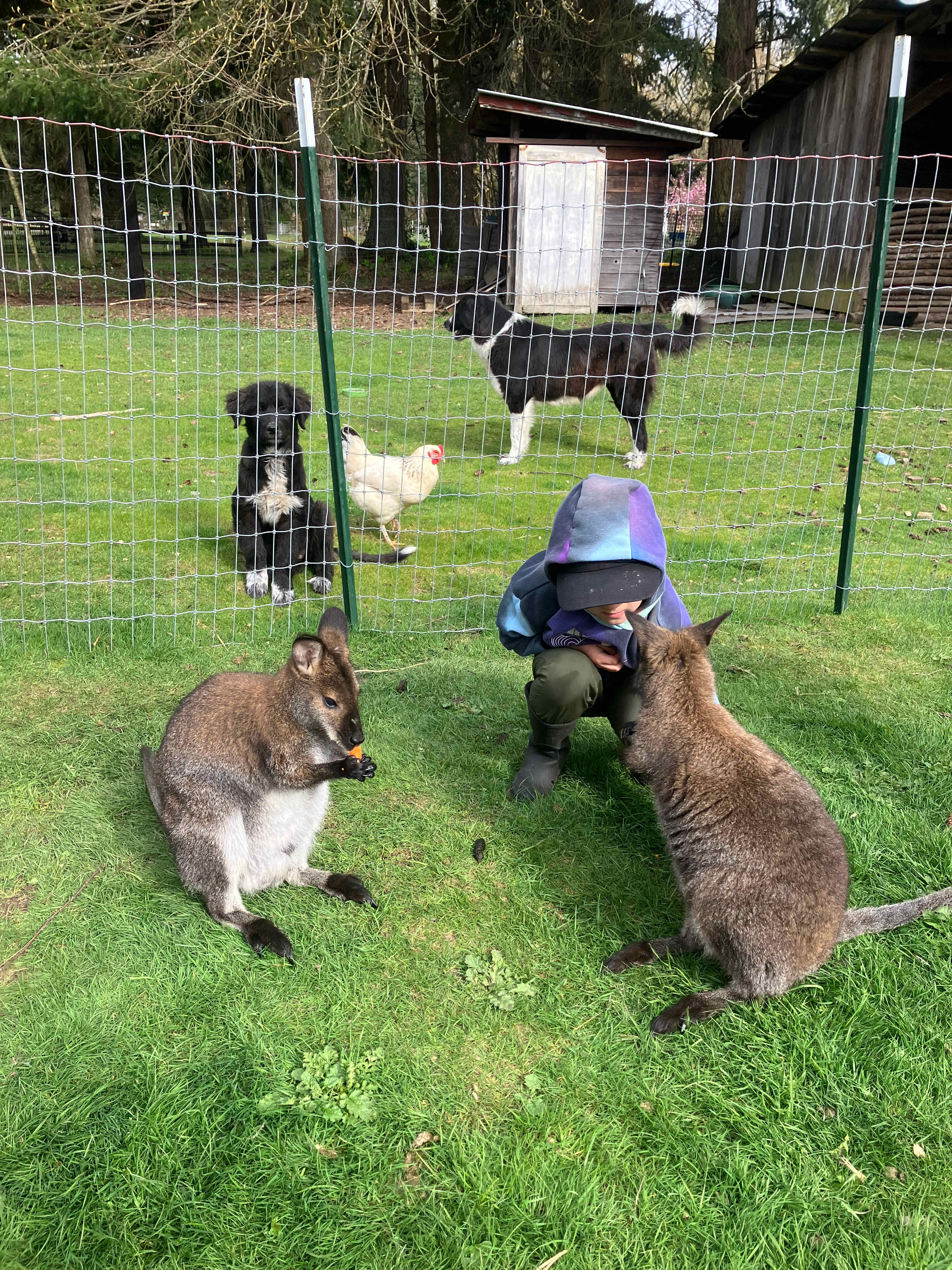 The Healing Farm