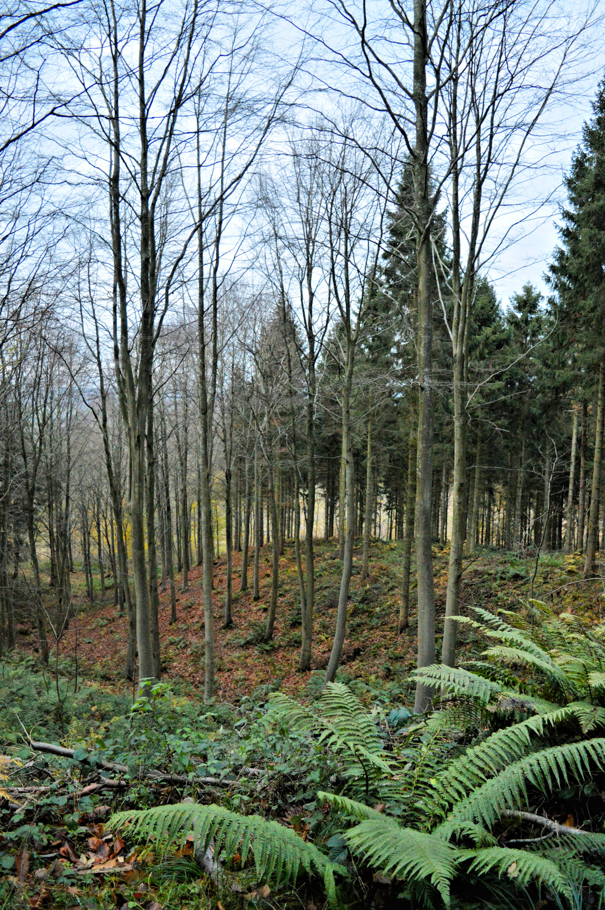 Burton Hill