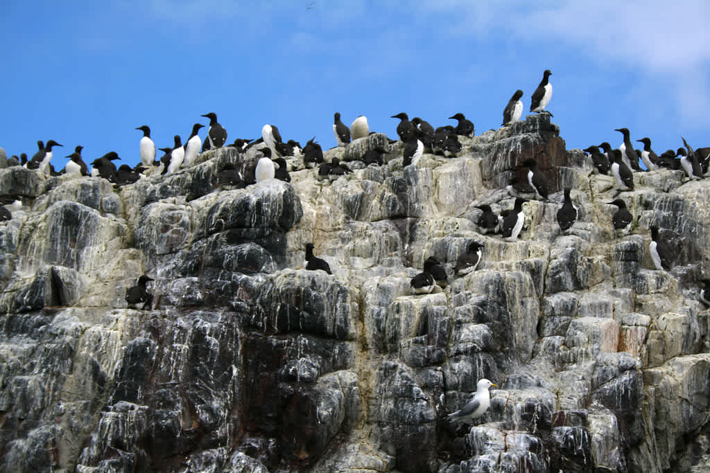Farne Islands