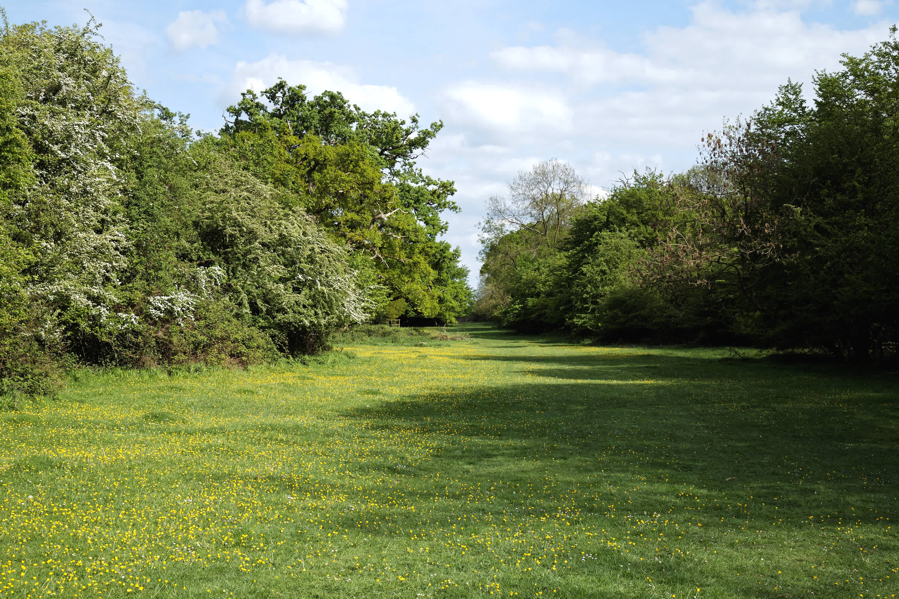 Hatfield Forest