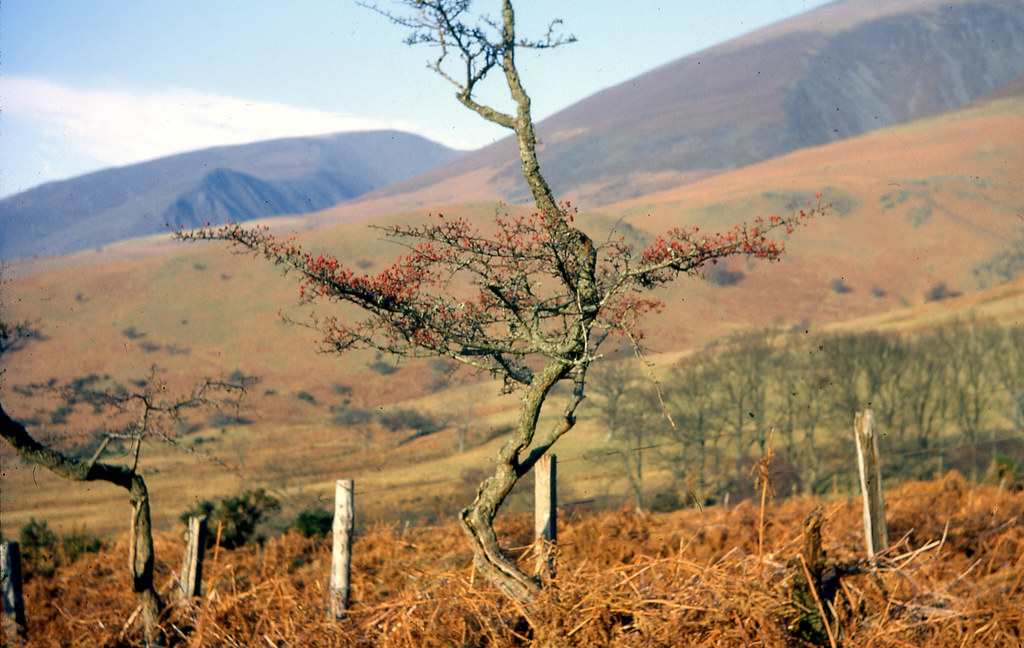 Skiddaw