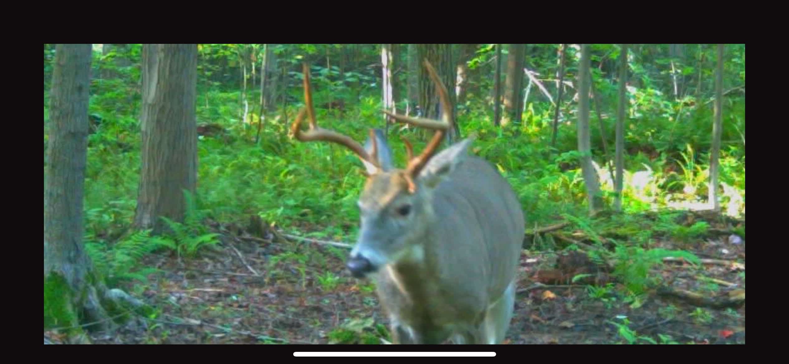 young buck