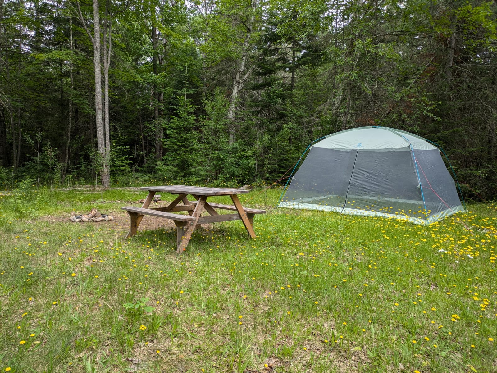 Campsite in the Pines with Canoe