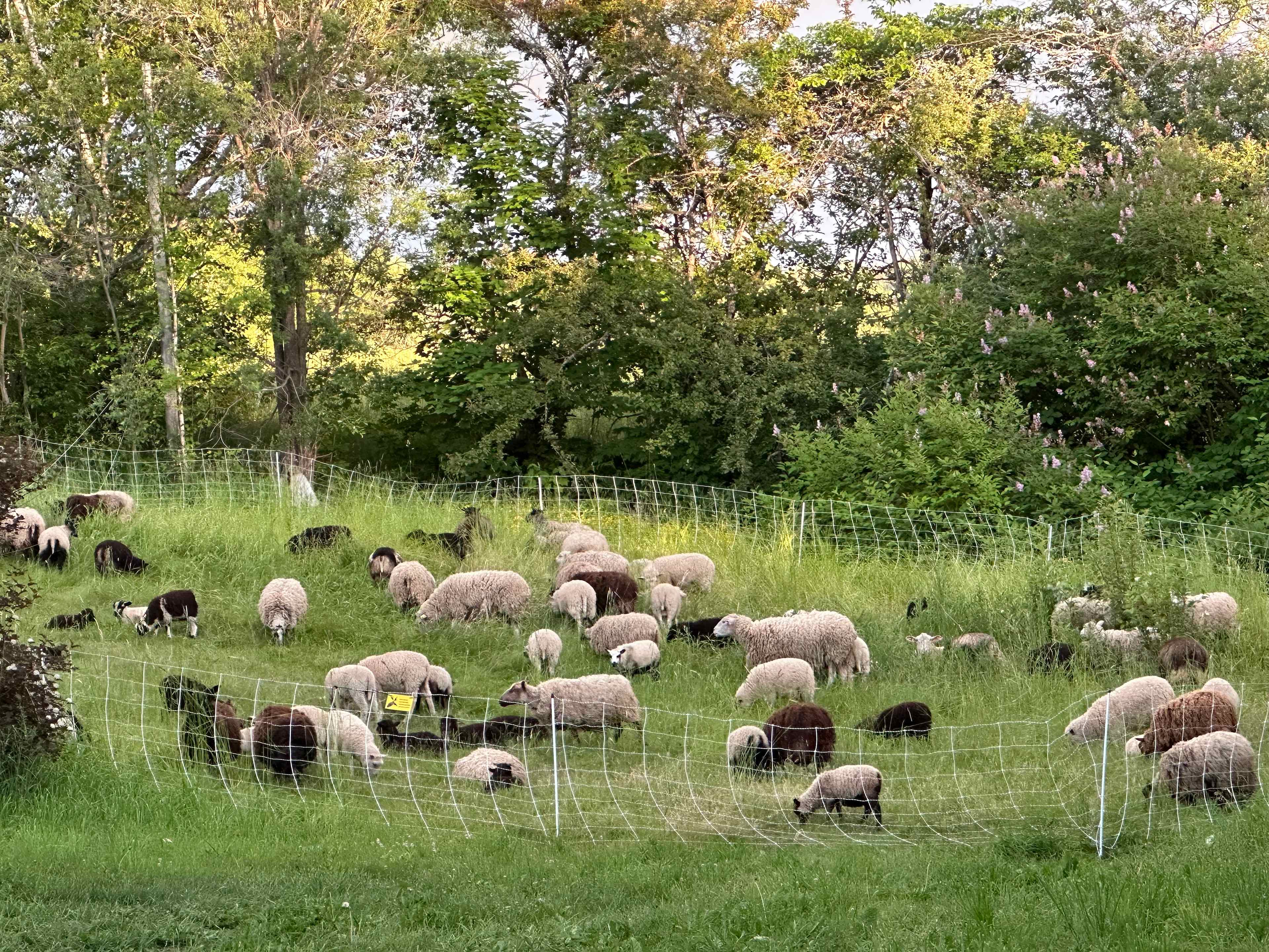 MacCurdy Farm "The Getaway"