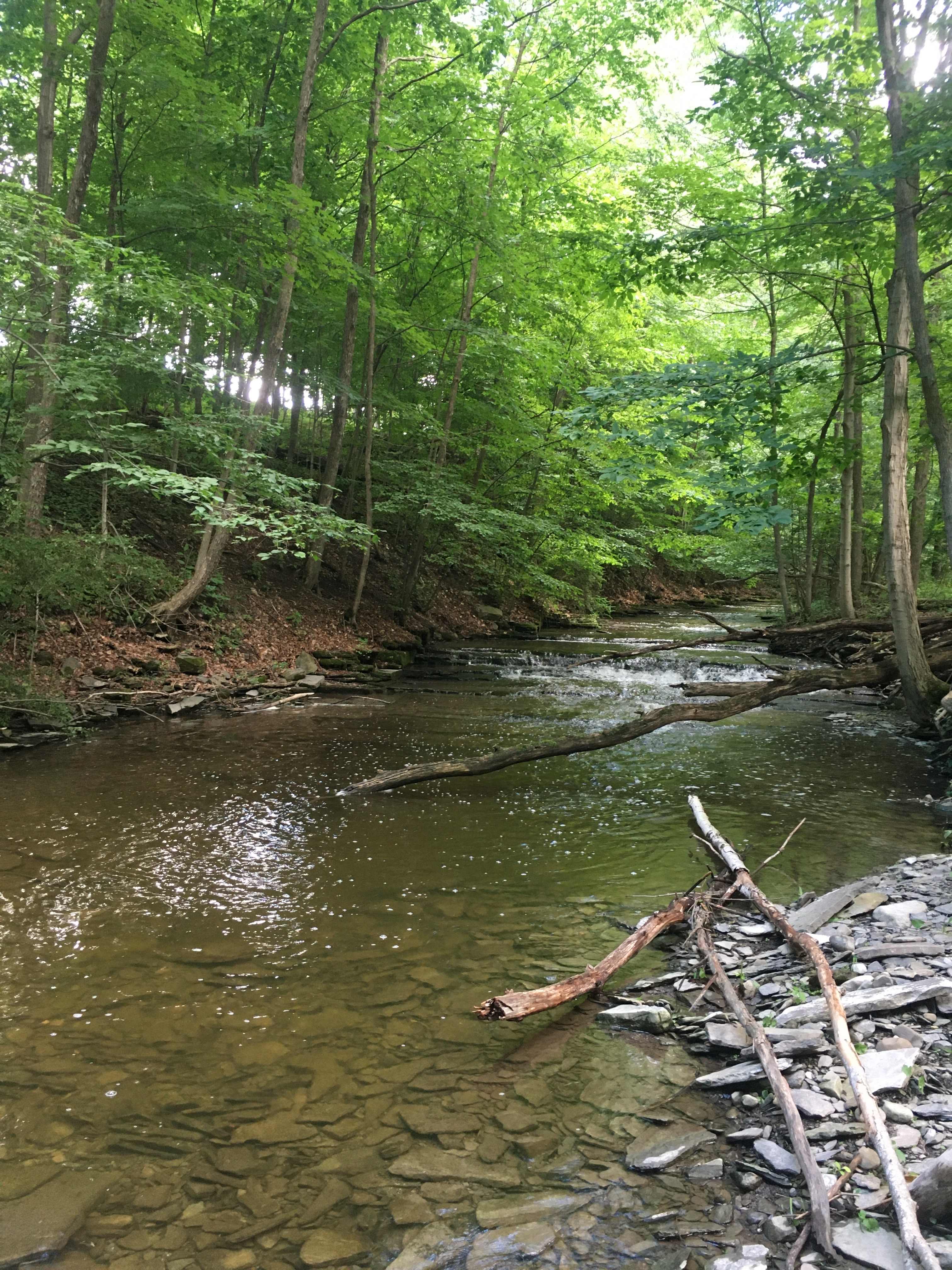 Ramble On (Farm) – Agroforestry