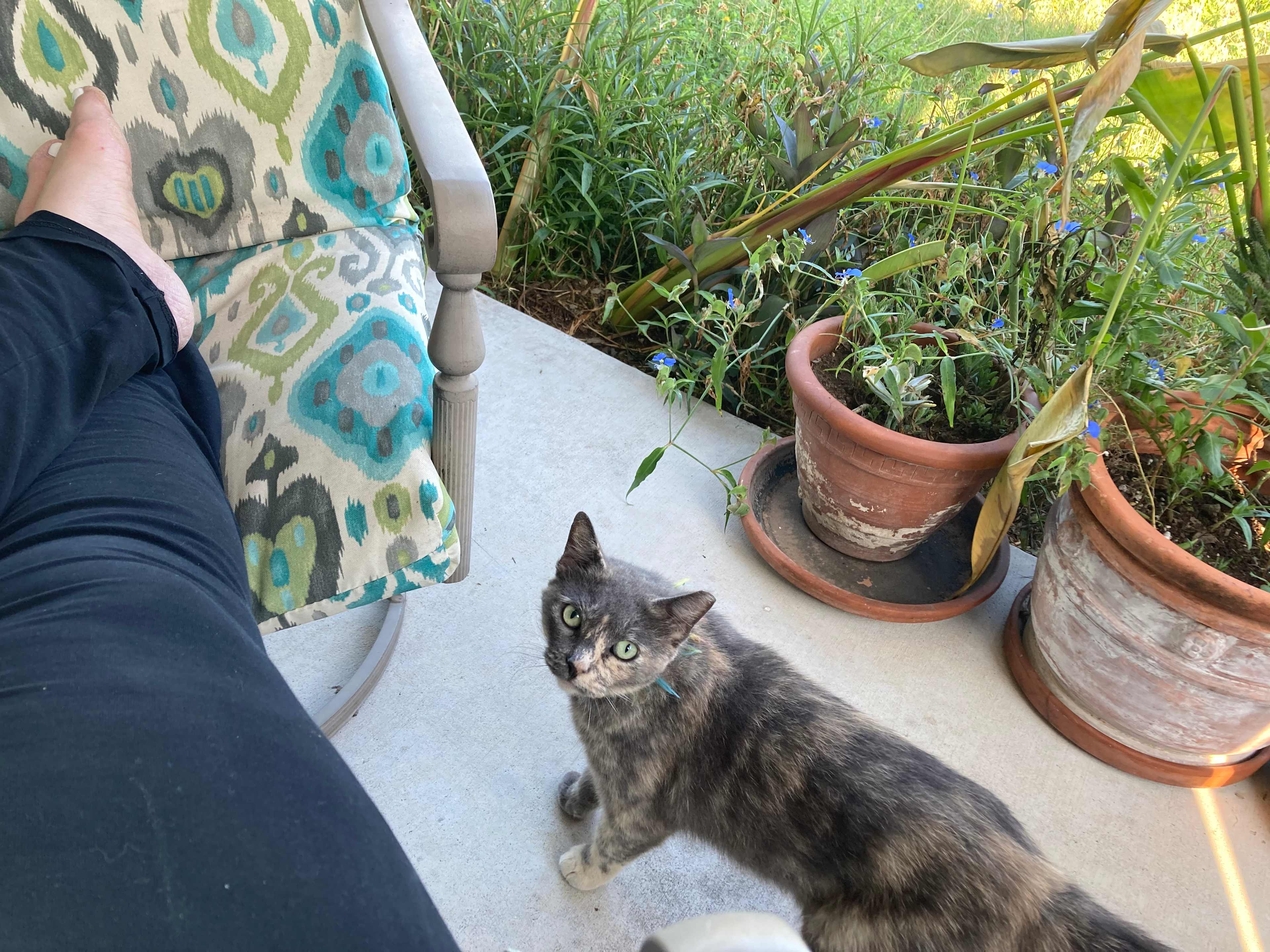 Friendly porch cat