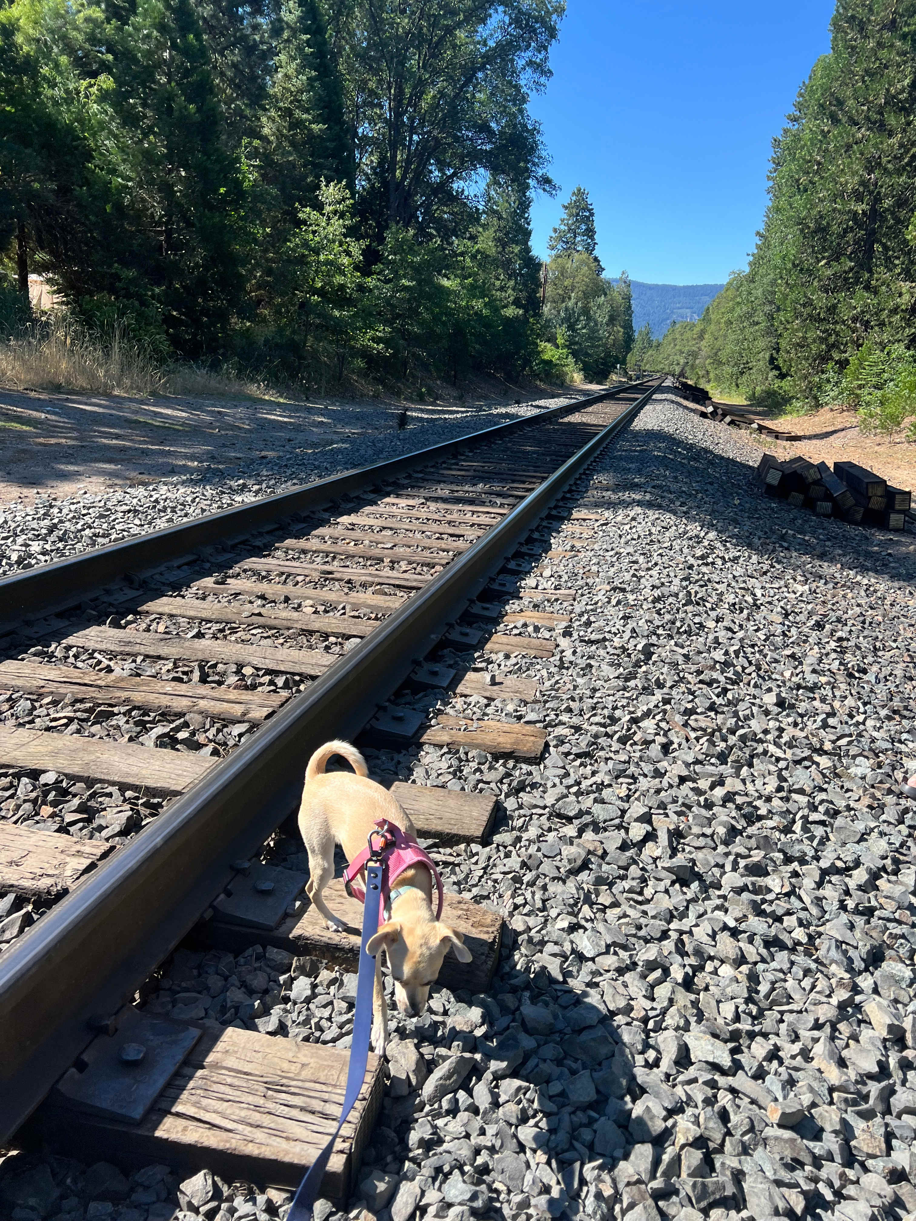Shasta Gardens