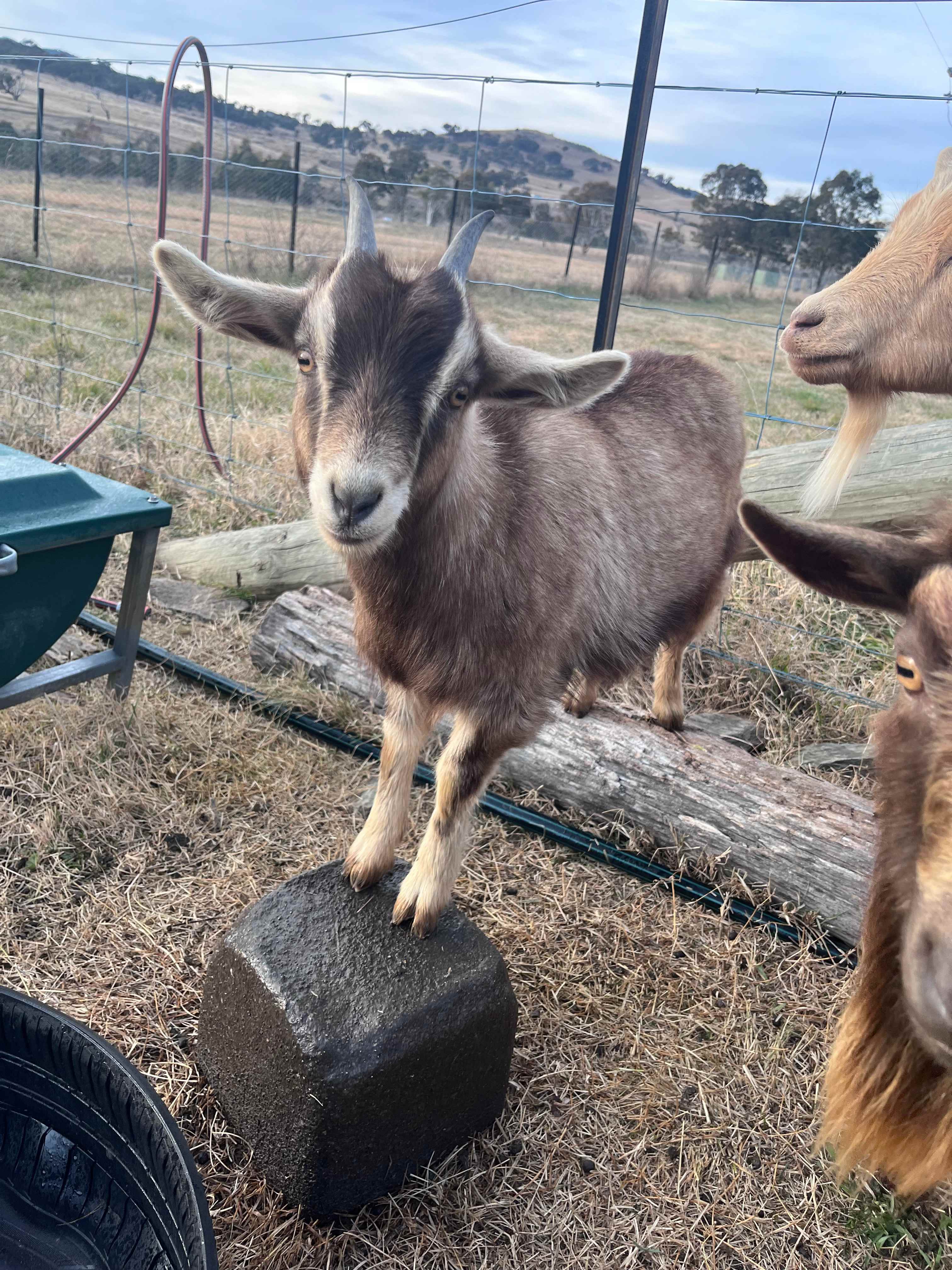 Snowy River Farm 