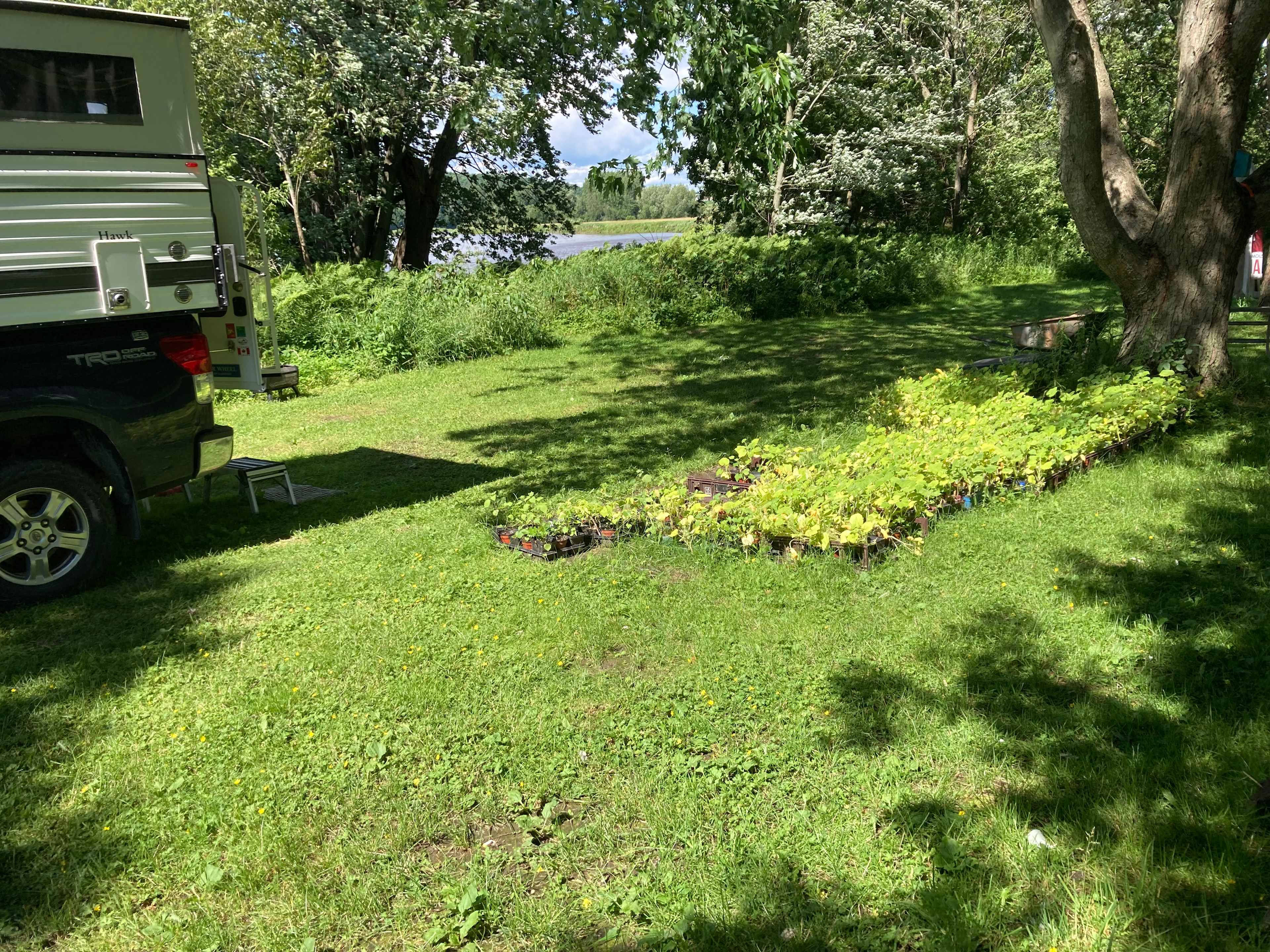 Plants waiting to go into garden beds