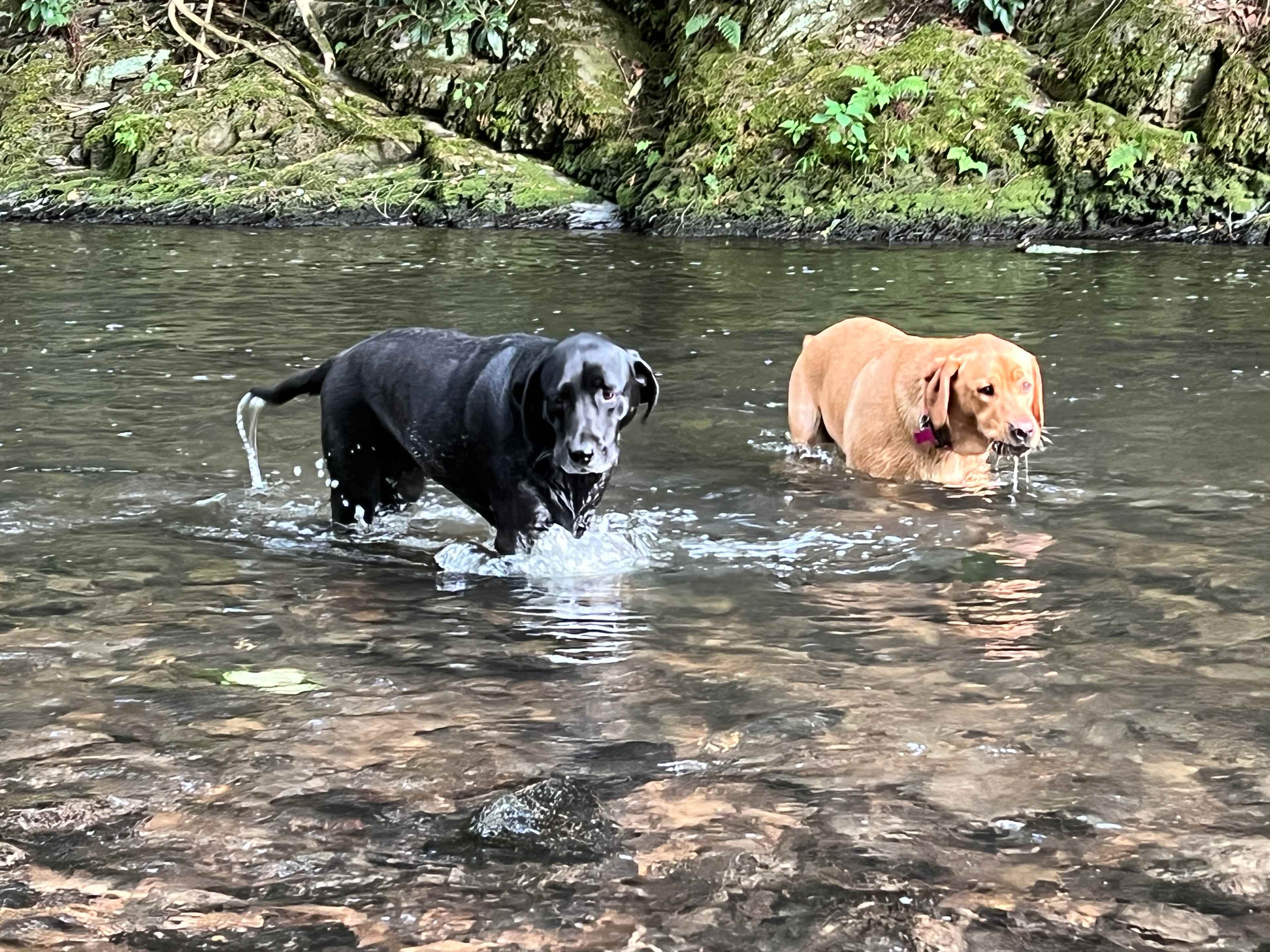 Streamside Acres