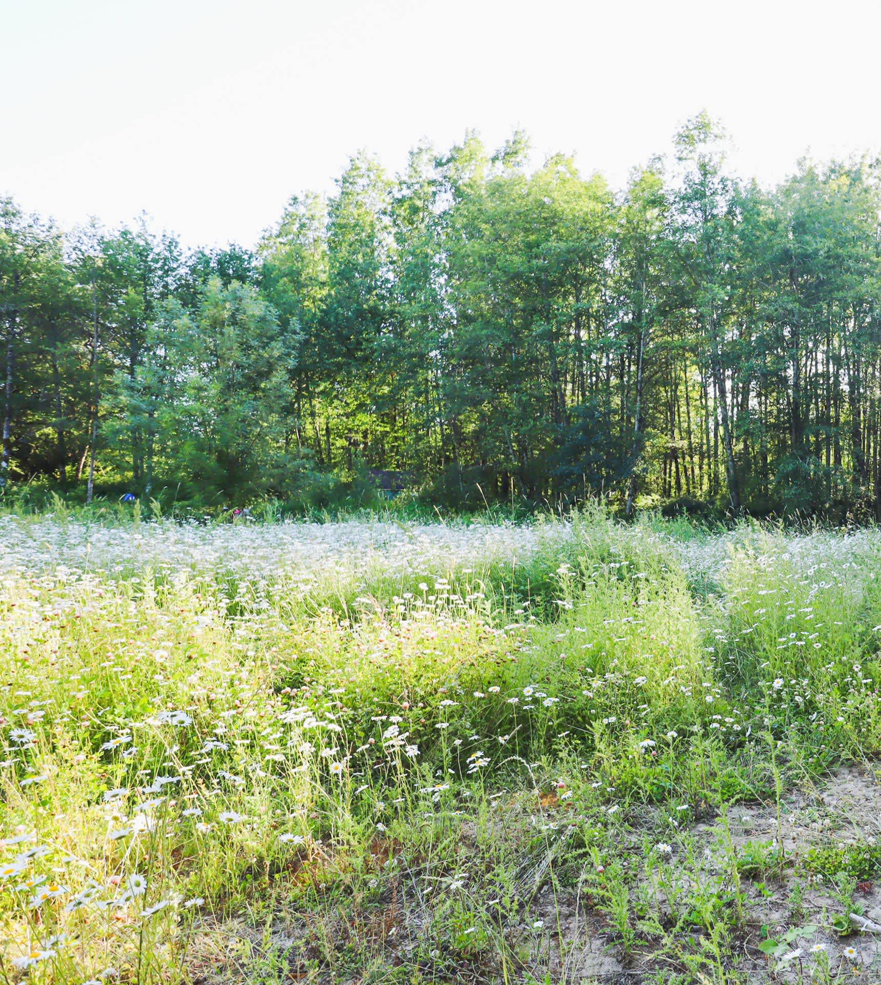 Merestead Farm