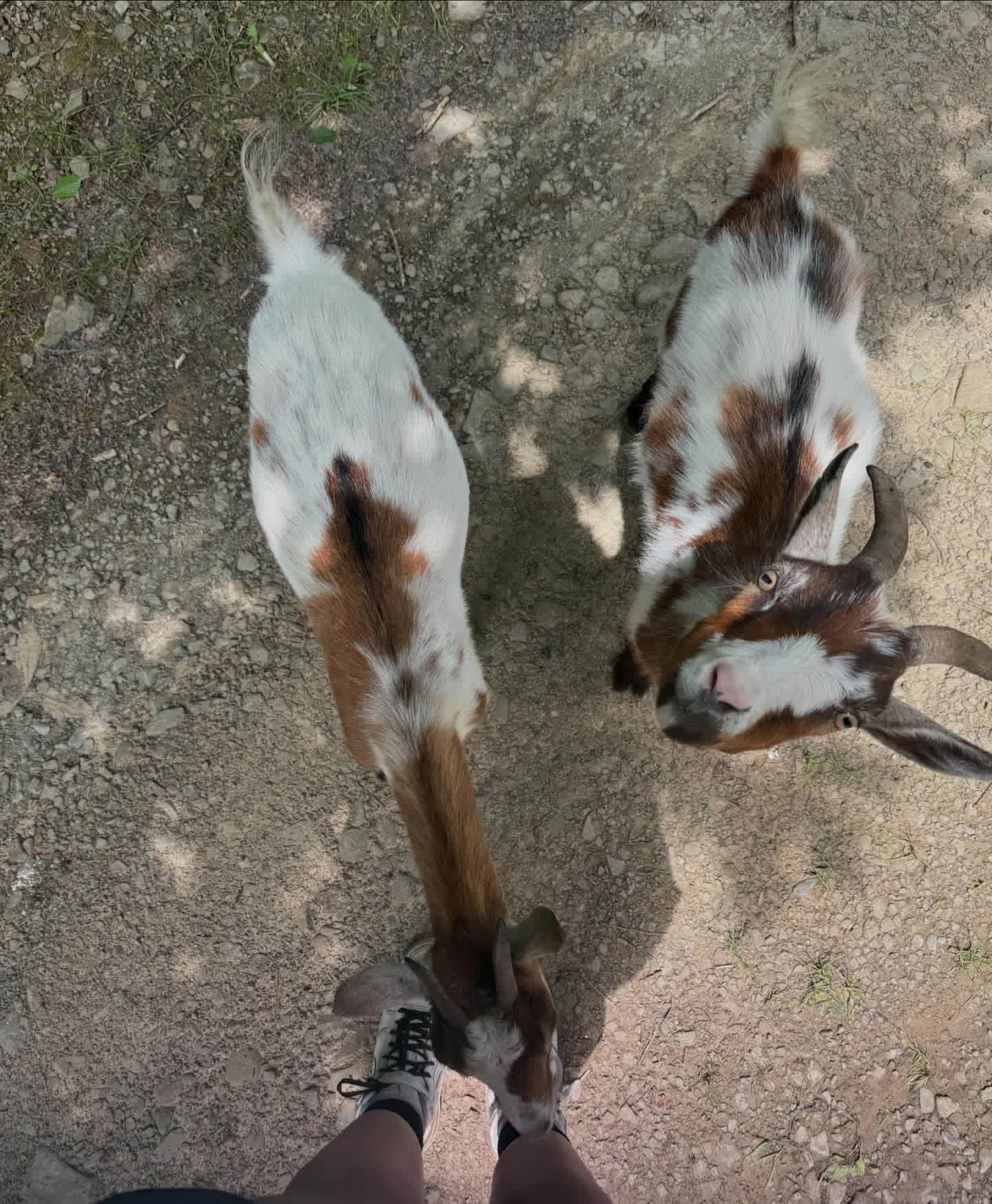 Stoney Goat Homestead