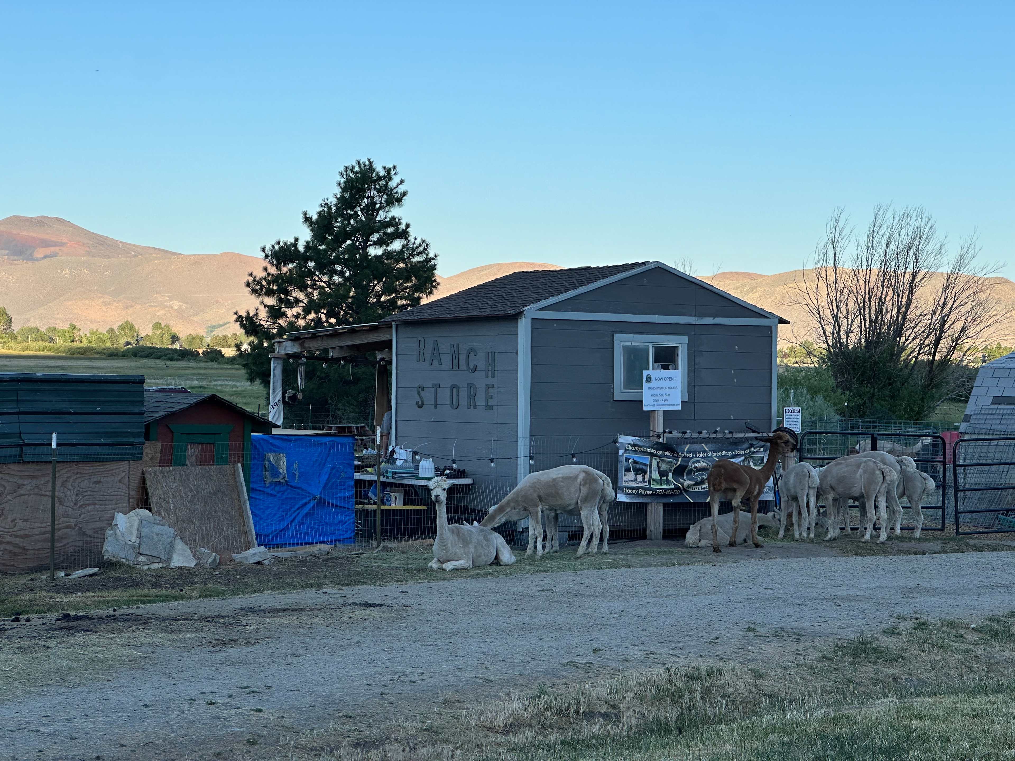 Ranch store with some of their alpacas 
