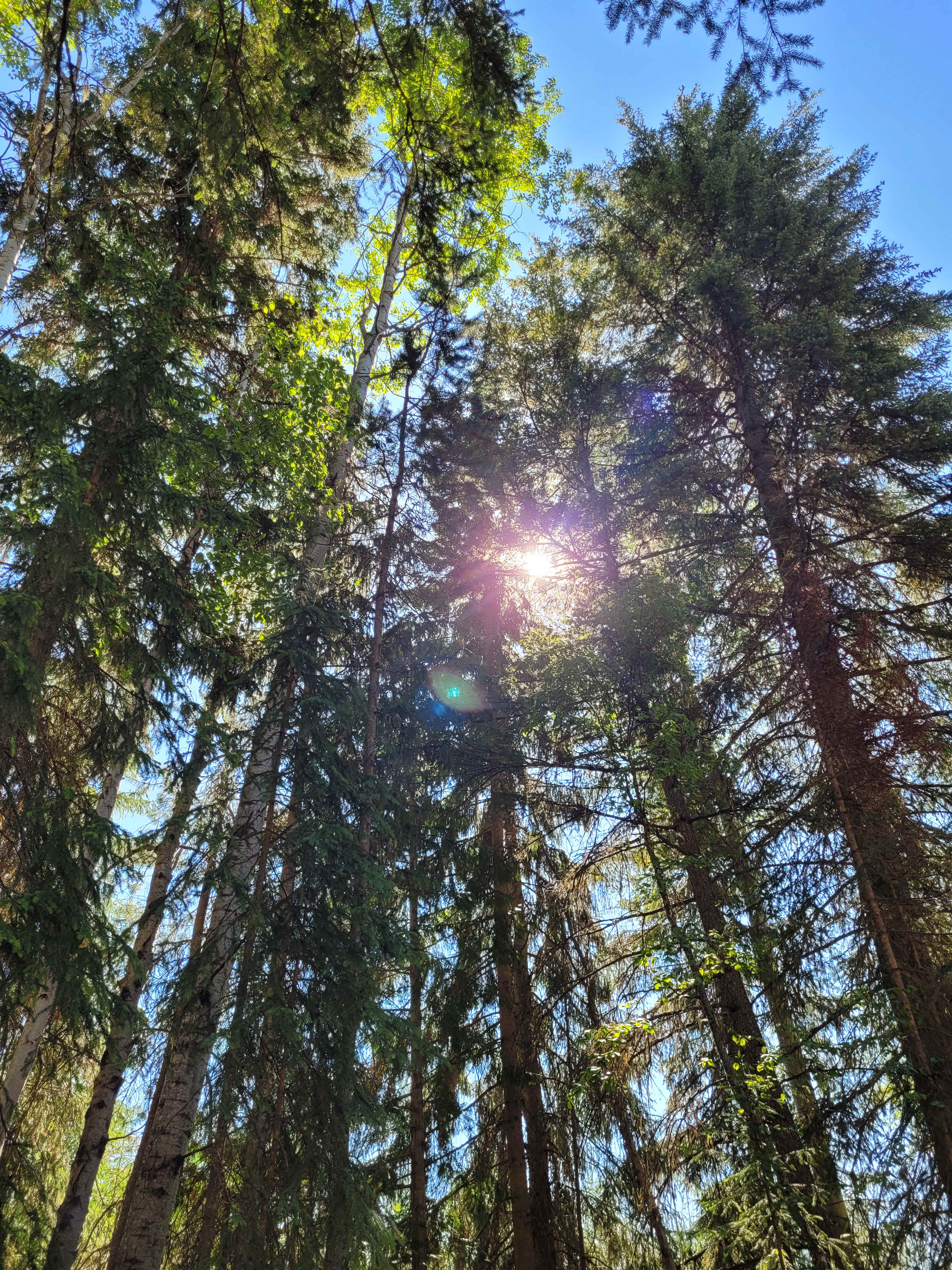 Whispering Forest Campground