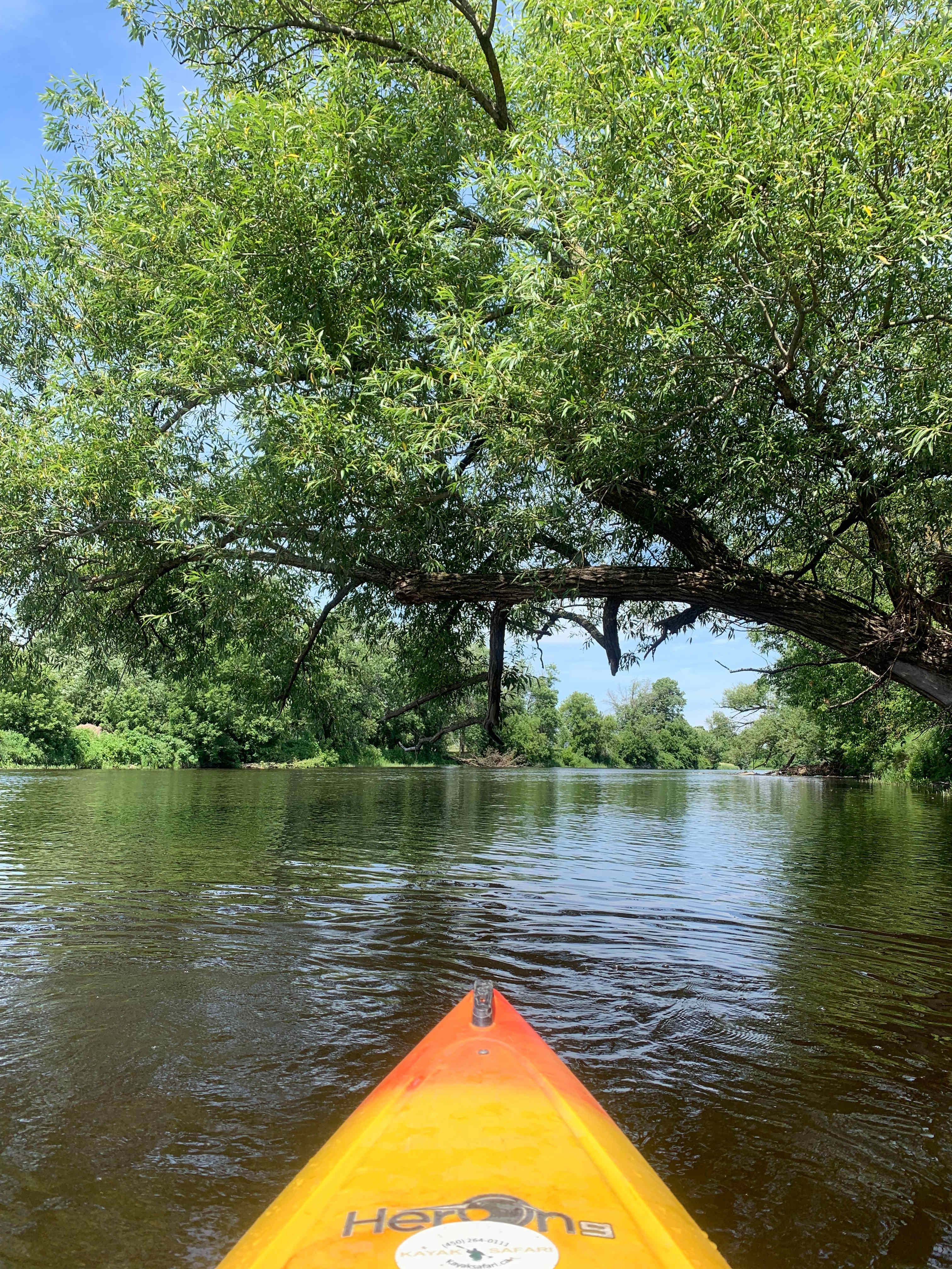 Kayak Safari
