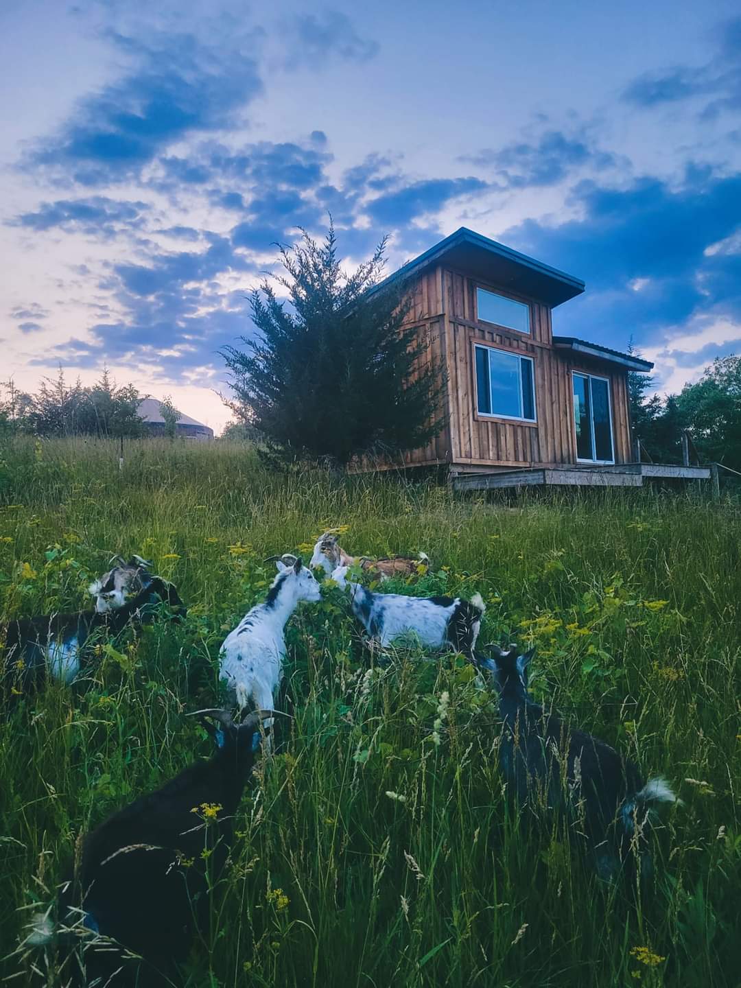 Windy Goat Acres