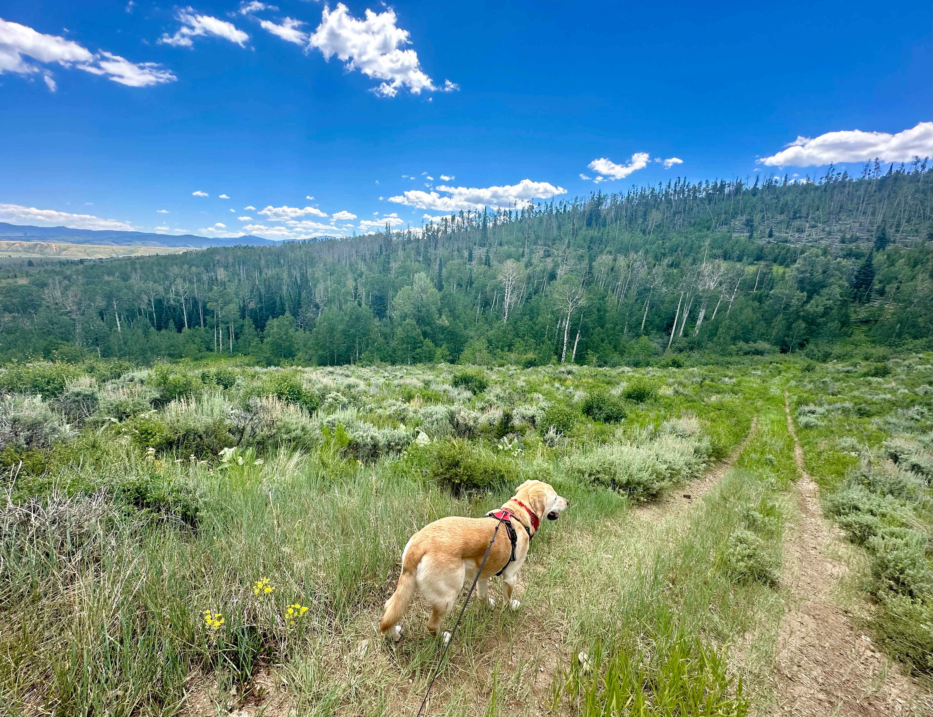 Williams Fork Lodging