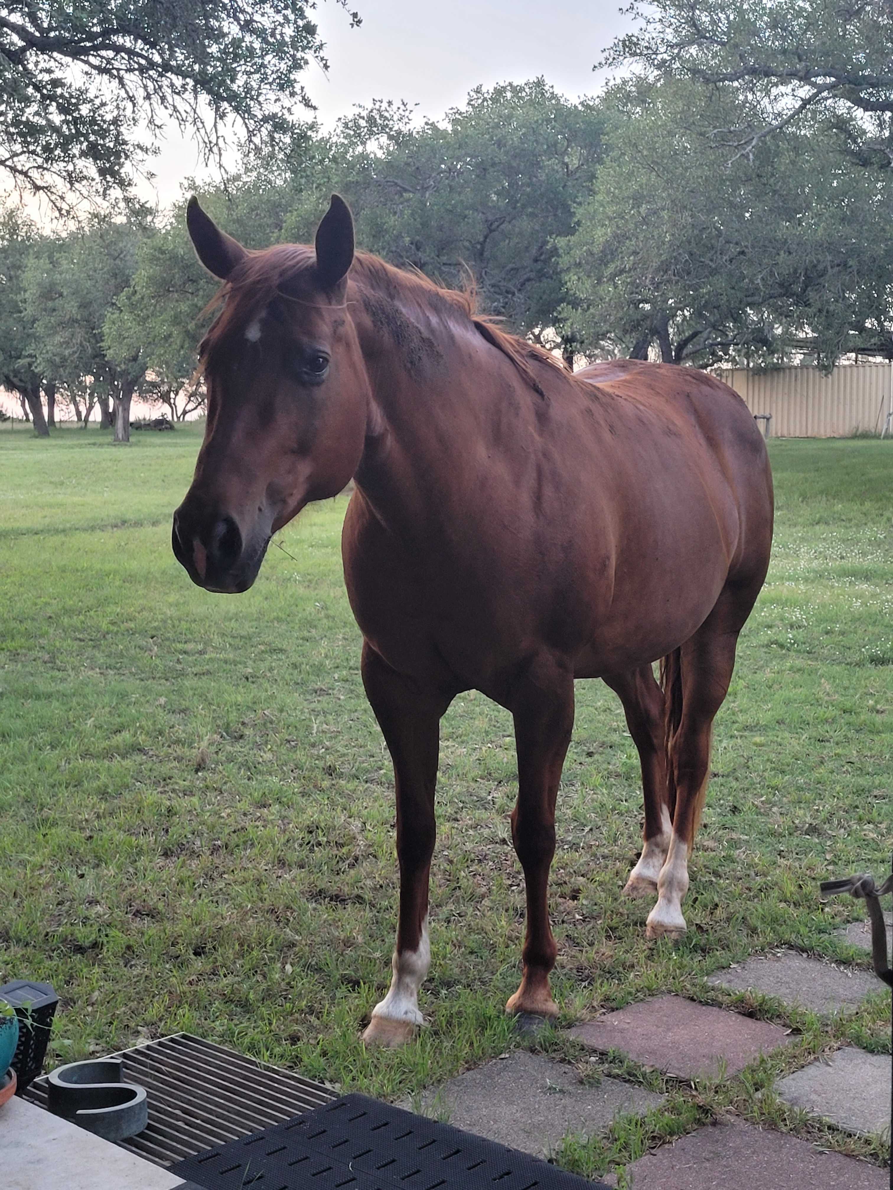 Sappho Ranch