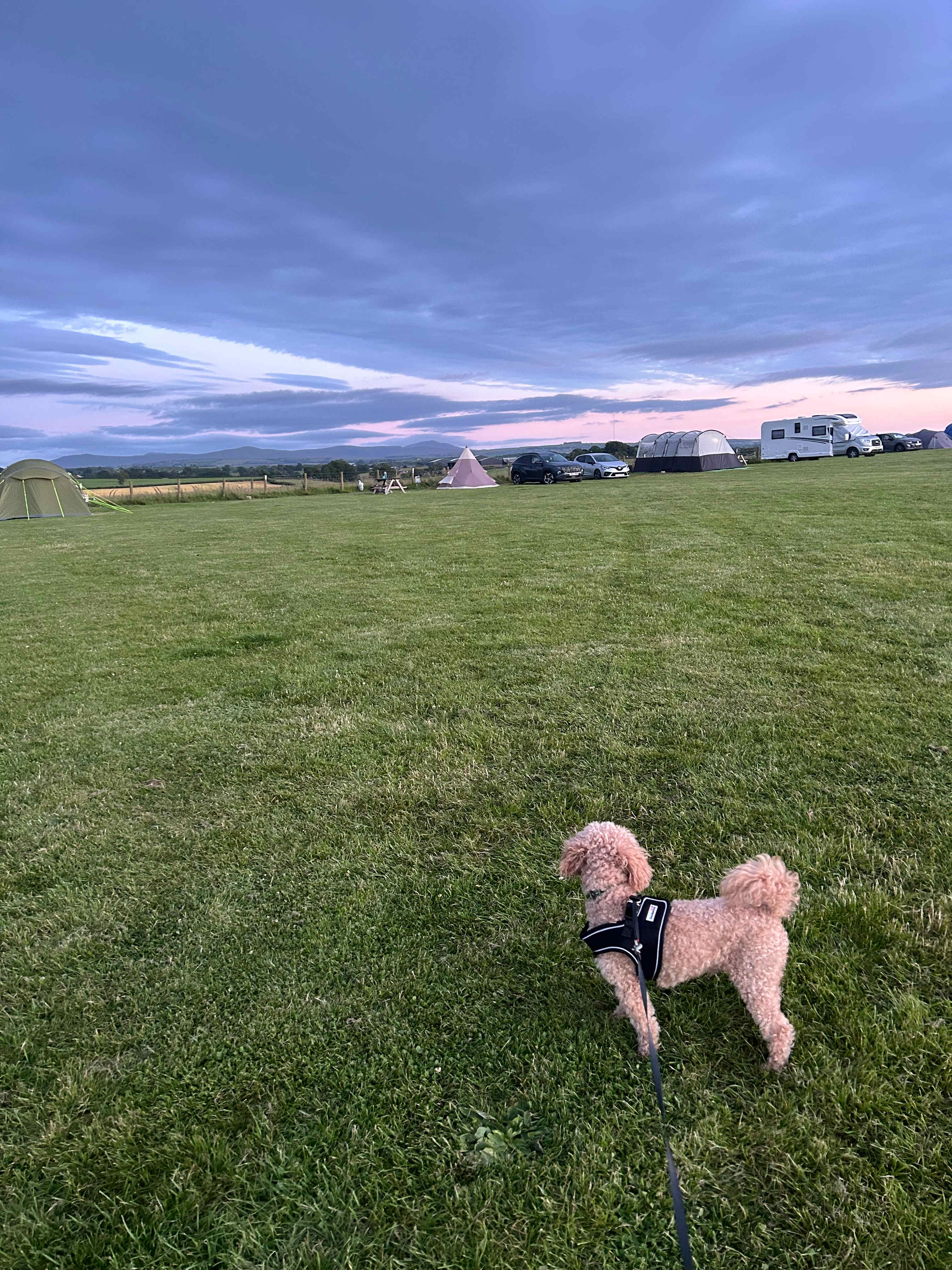 Camping at Cardewlees