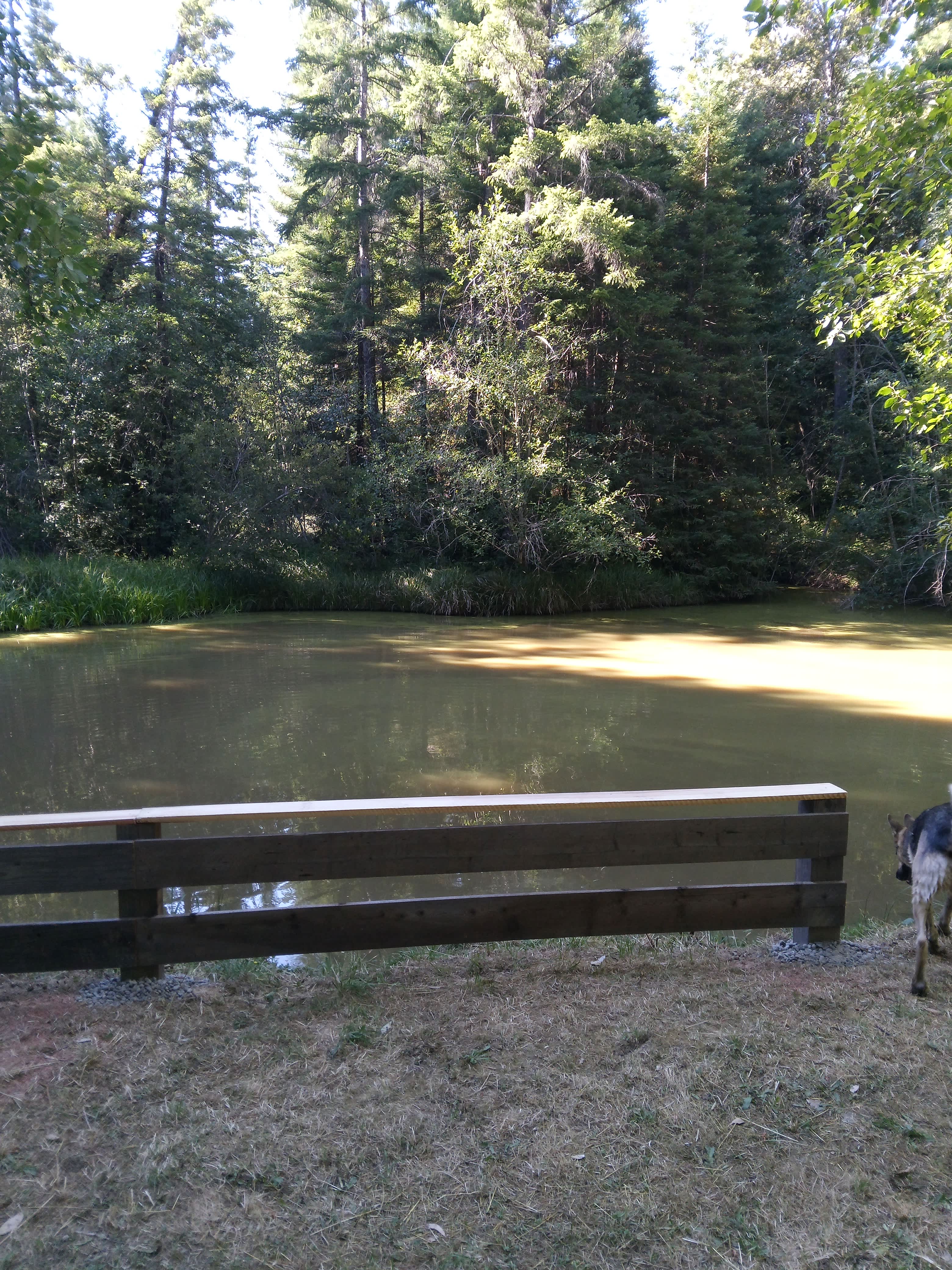 Dragonfly Creek