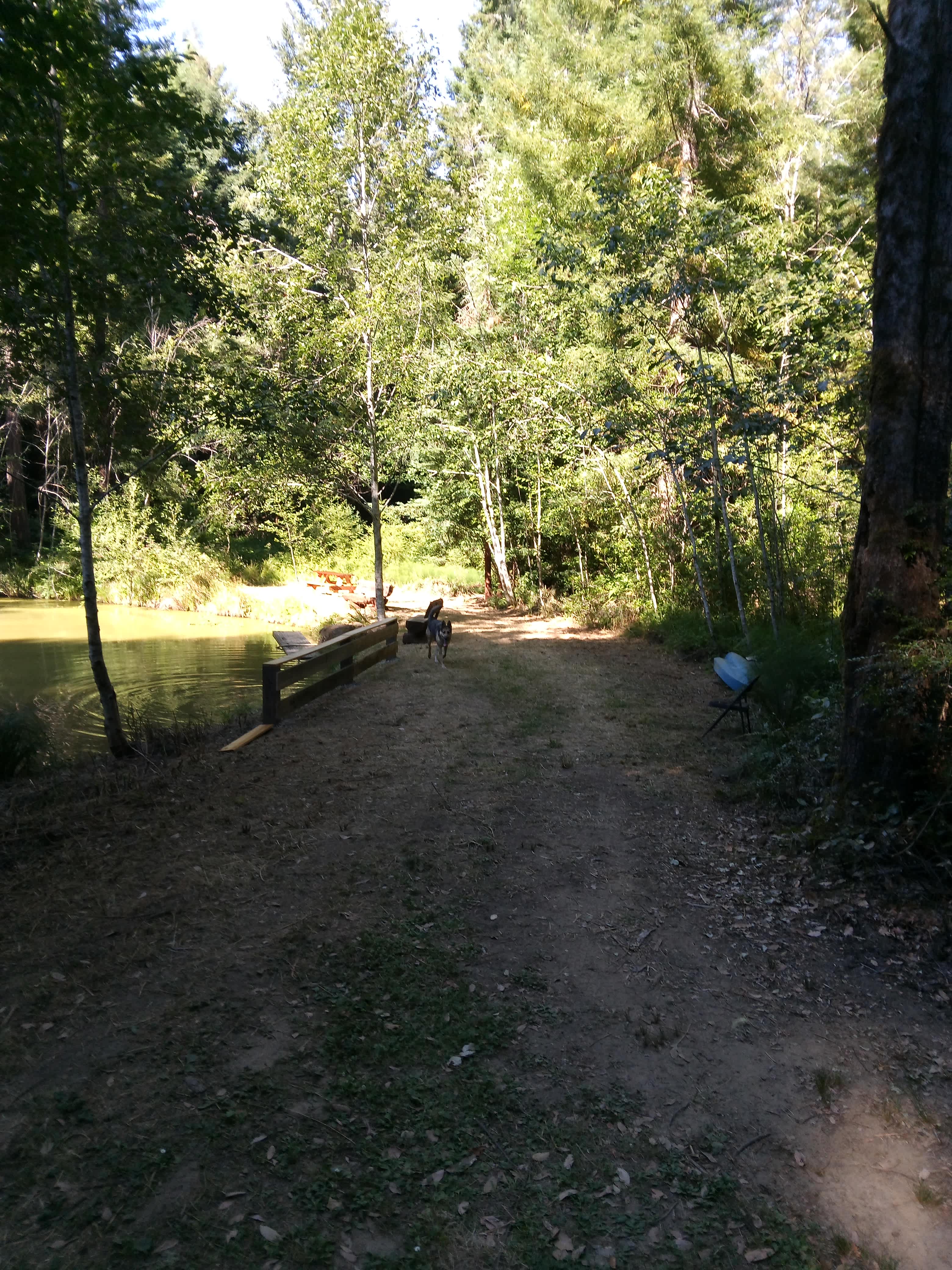 Dragonfly Creek