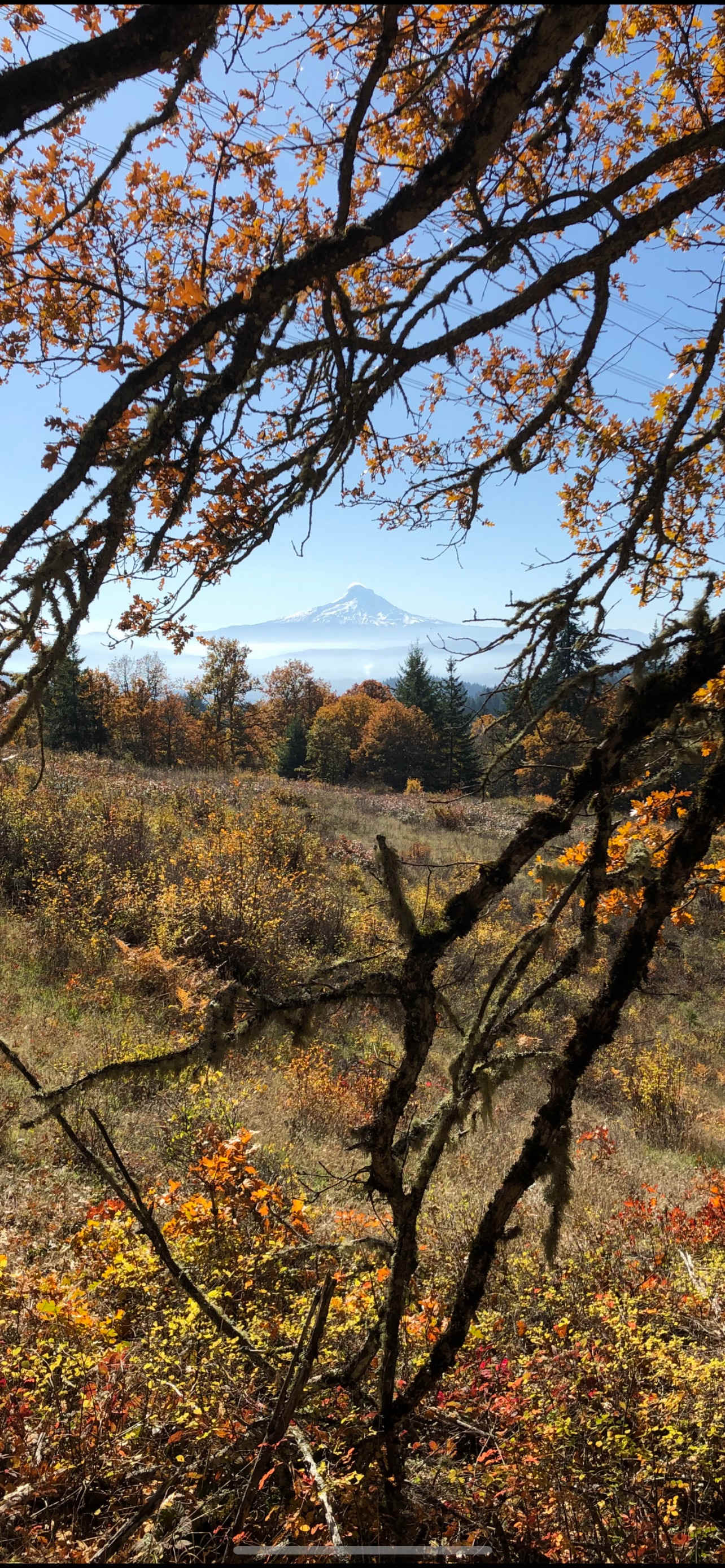 Mt Hood view a gentle 3 minute hike from campsites