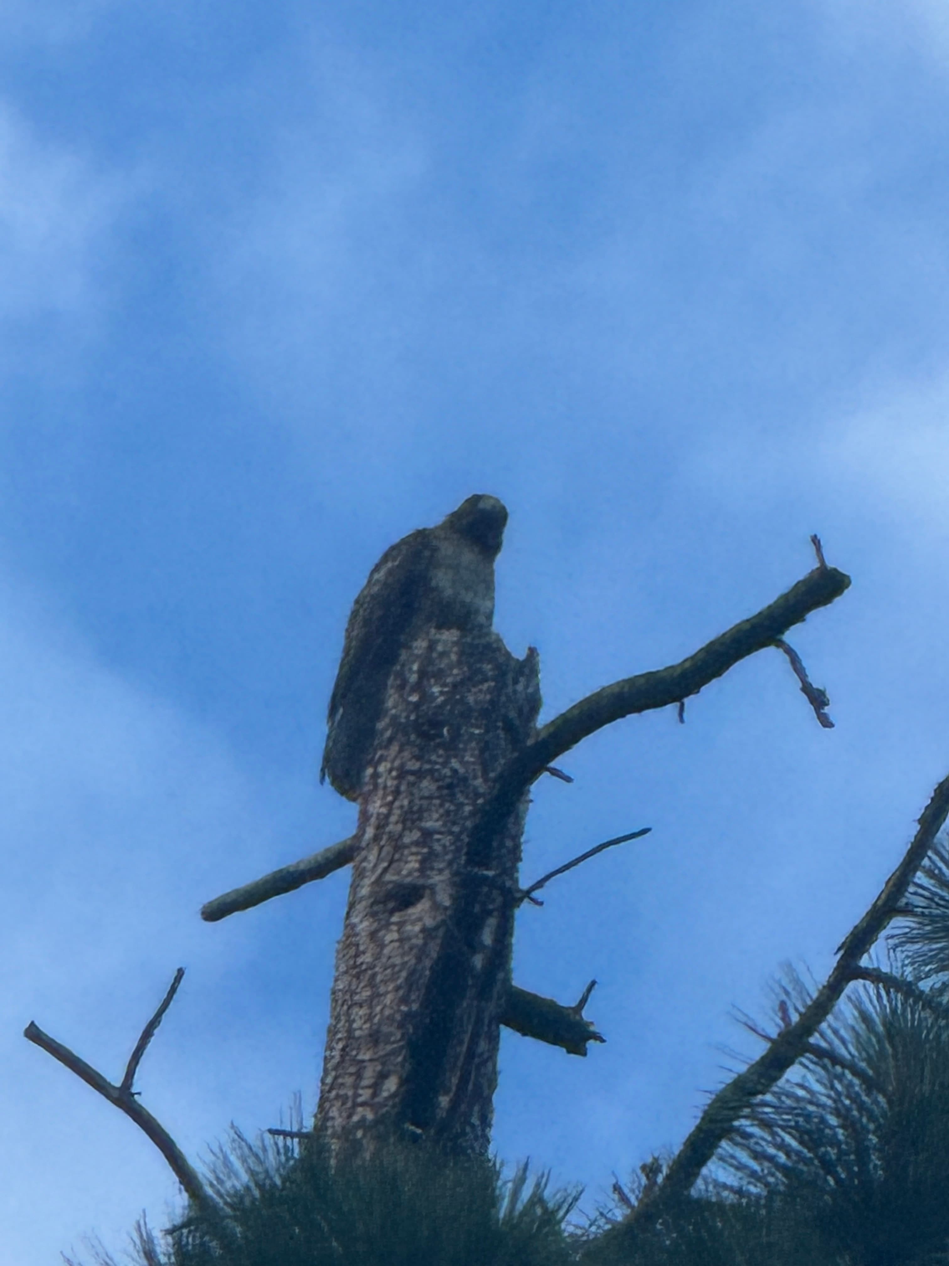 Hawk And Fox Ranch