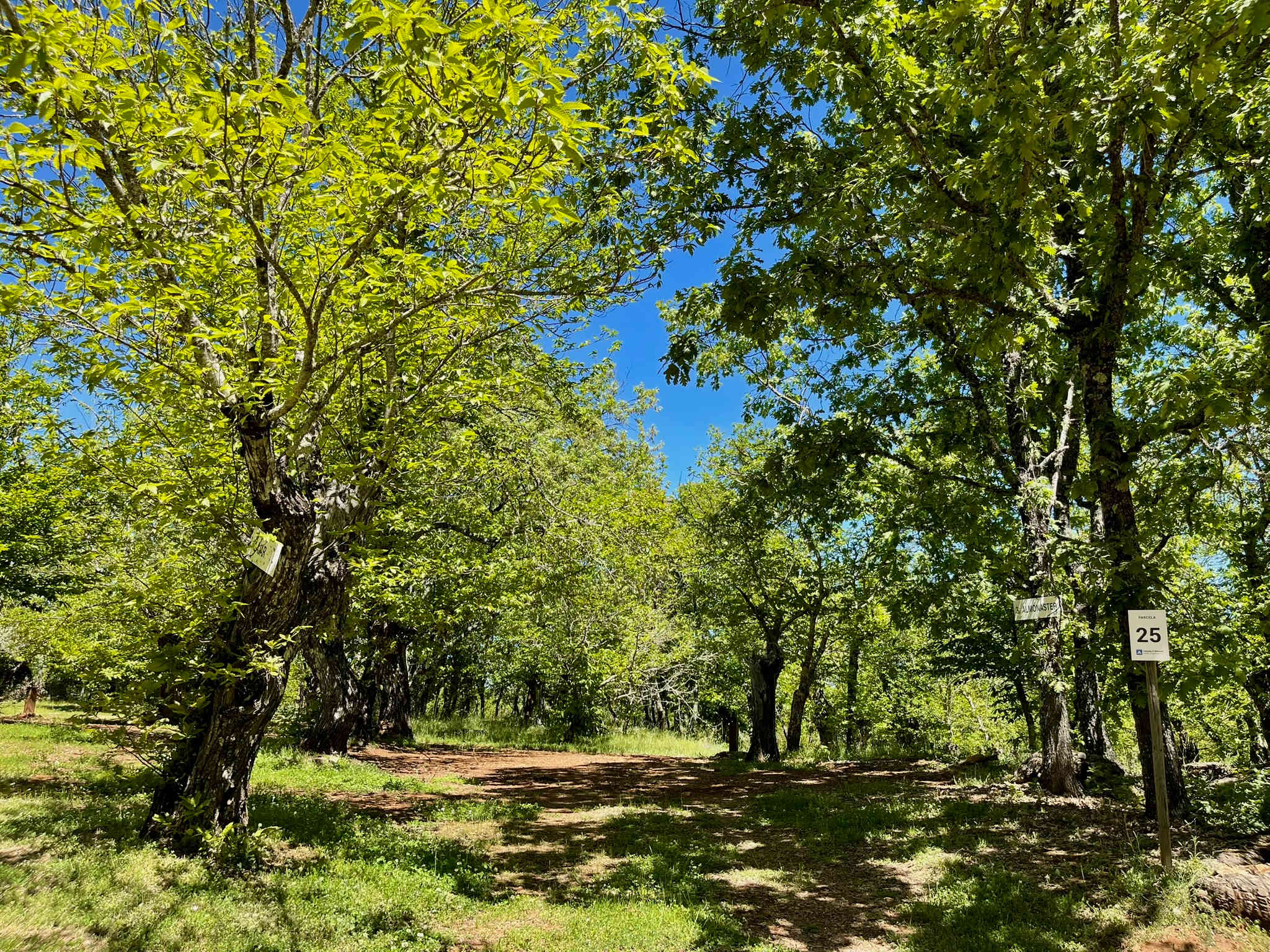 CAMPING EL MADROÑAL