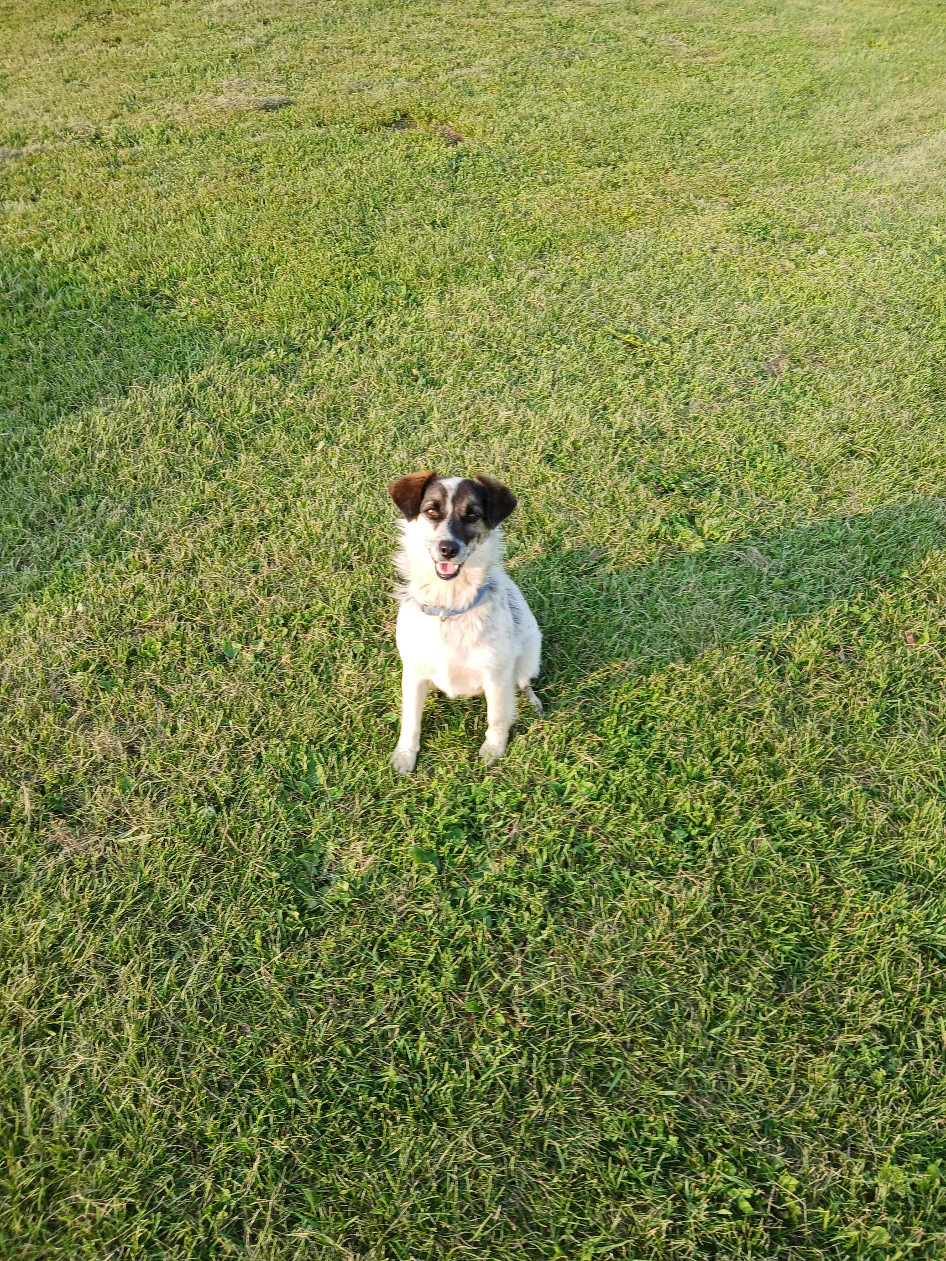 This is Spot, he is our farm dog. He's a small terrier mix. He's very friendly, good with people and pets.  He roams free during the day and put away at night. 