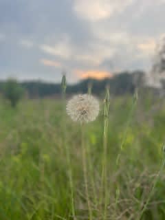 Country Camping - Relax & Recharge