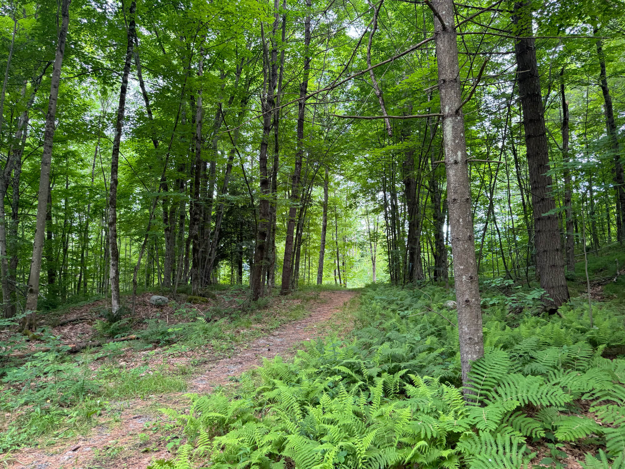 The walk up the first part of the hill, after passing Oxeye Daisy on your right.