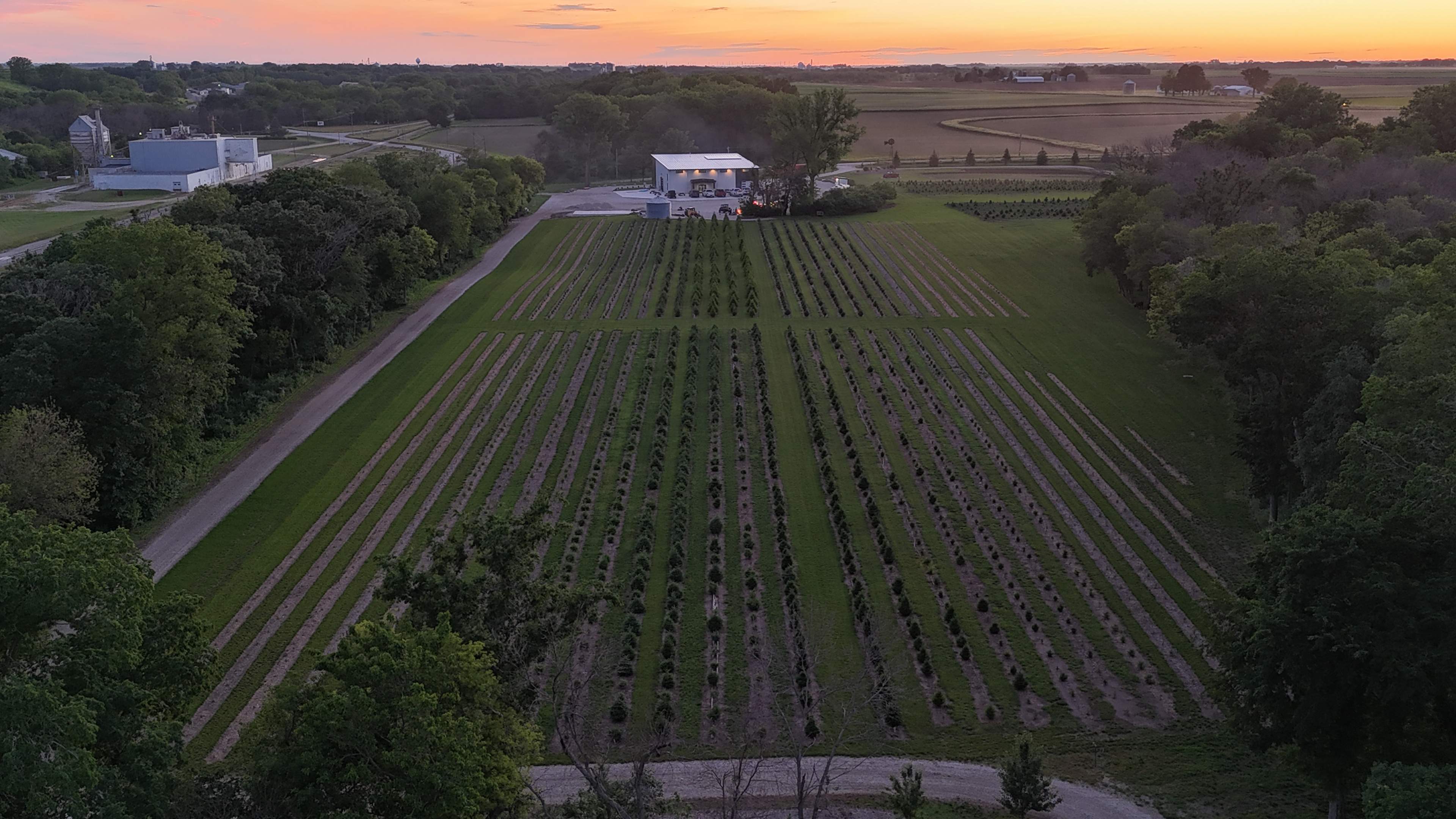 DILLON TREE FARM