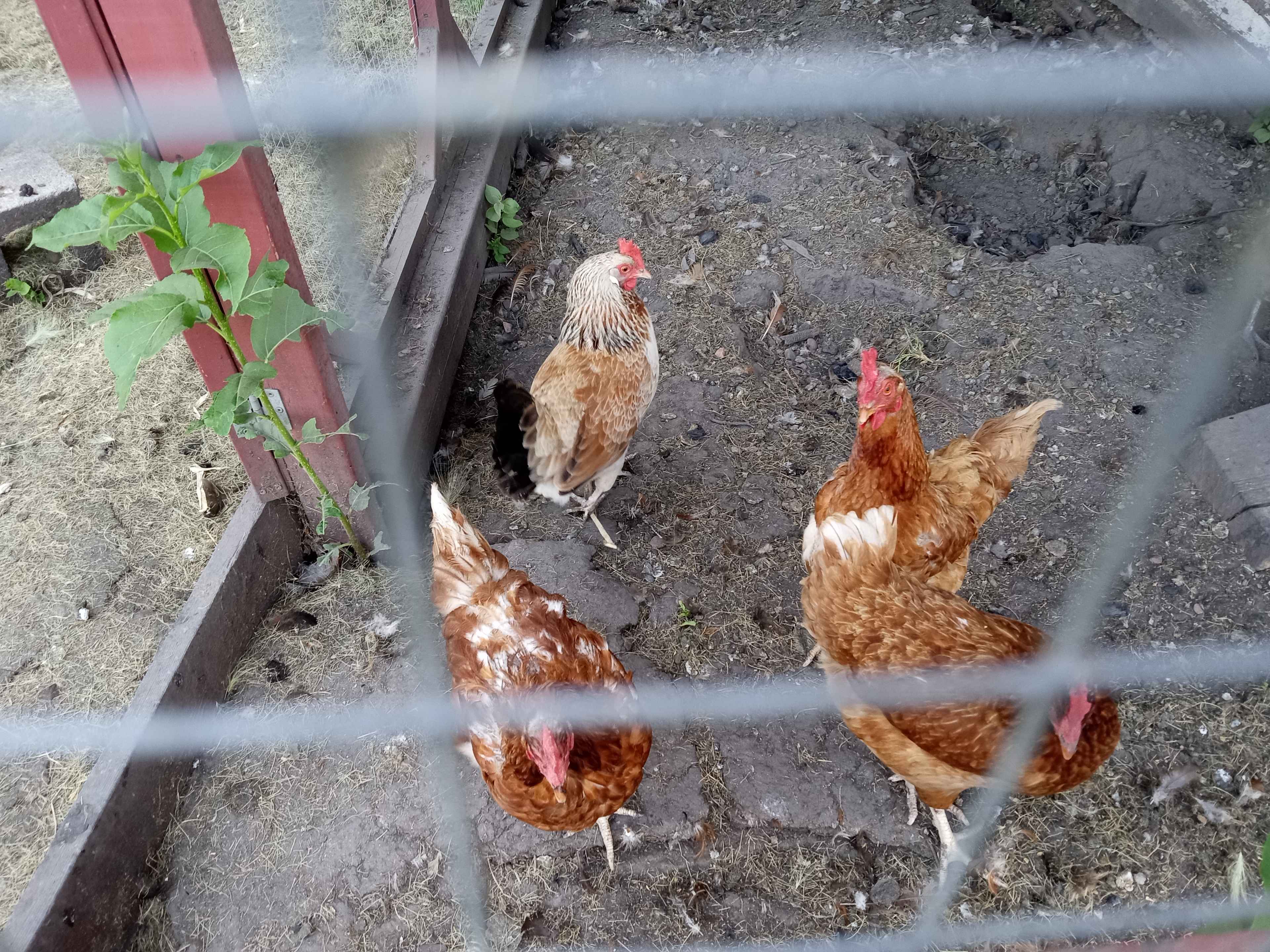 Chickens!!!