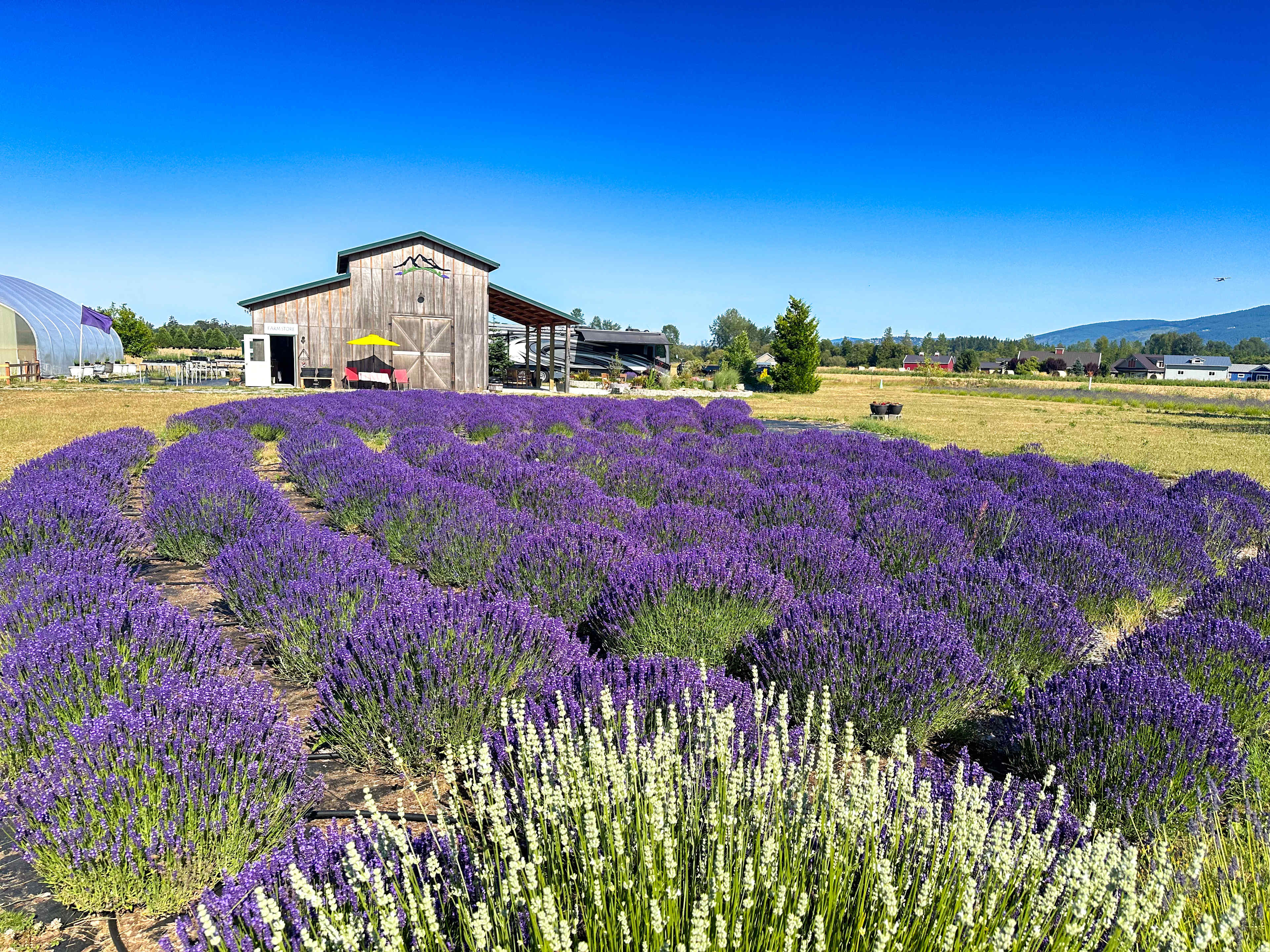 Rain Shadow Lavender Farm