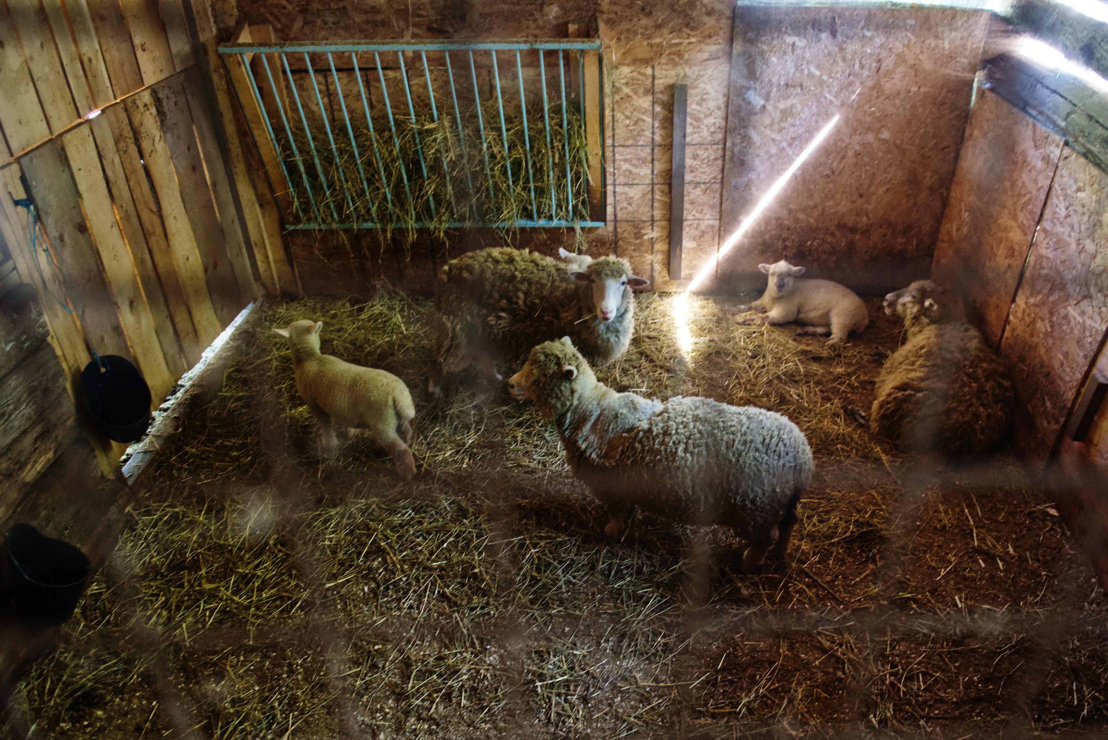 The sheep that live below the loft