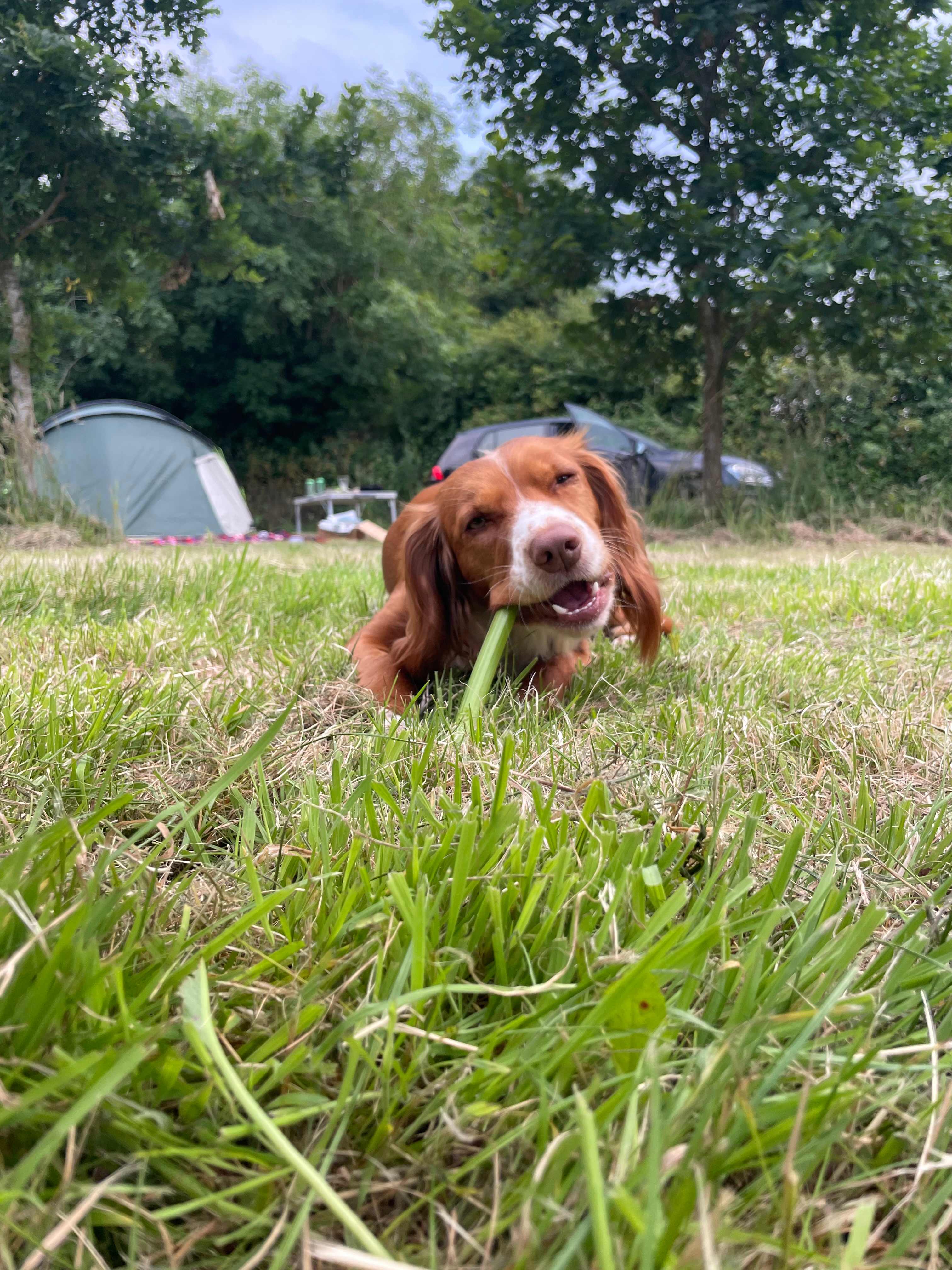 Thornage Campsite