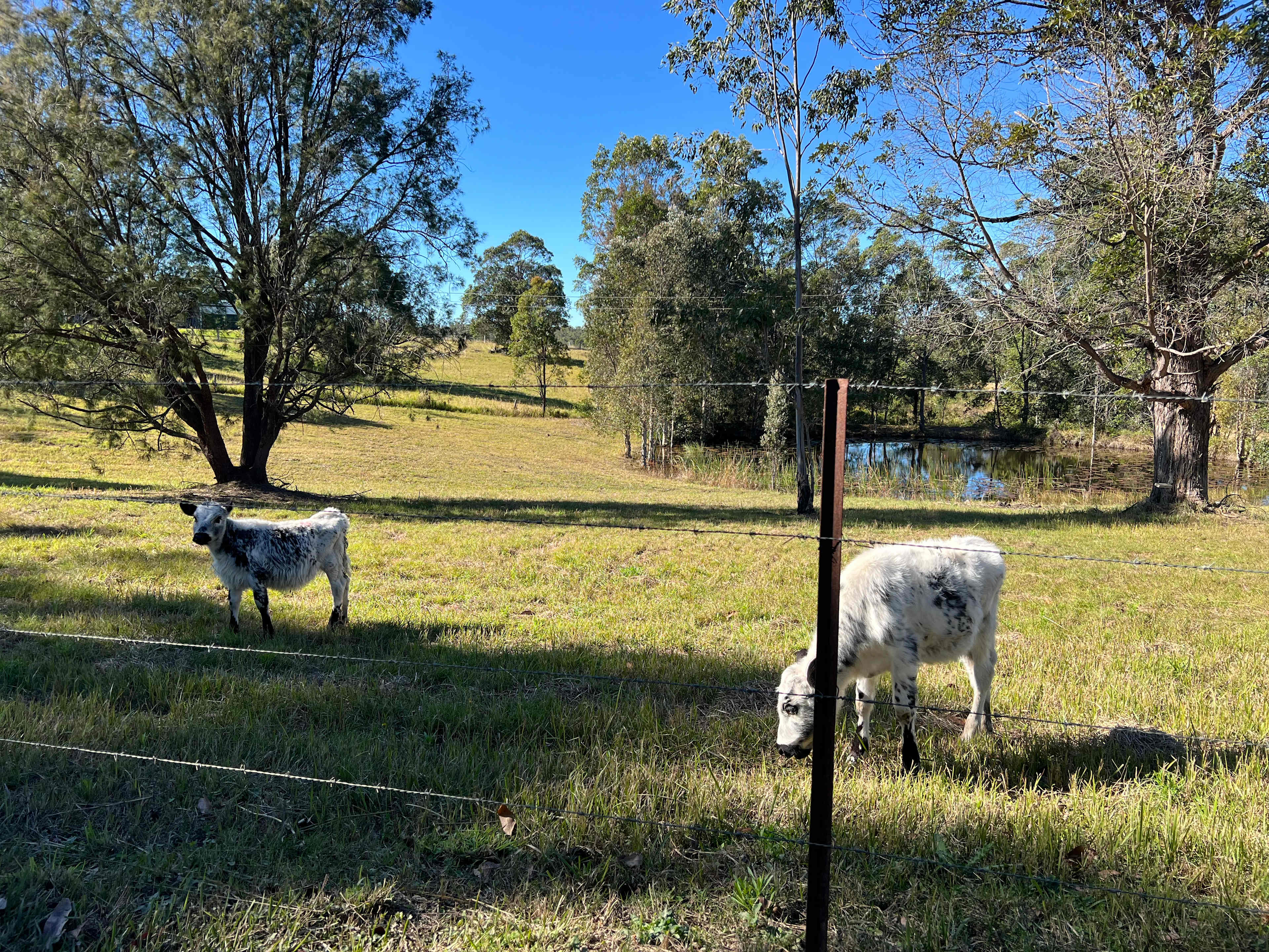 Jamieson Ranch