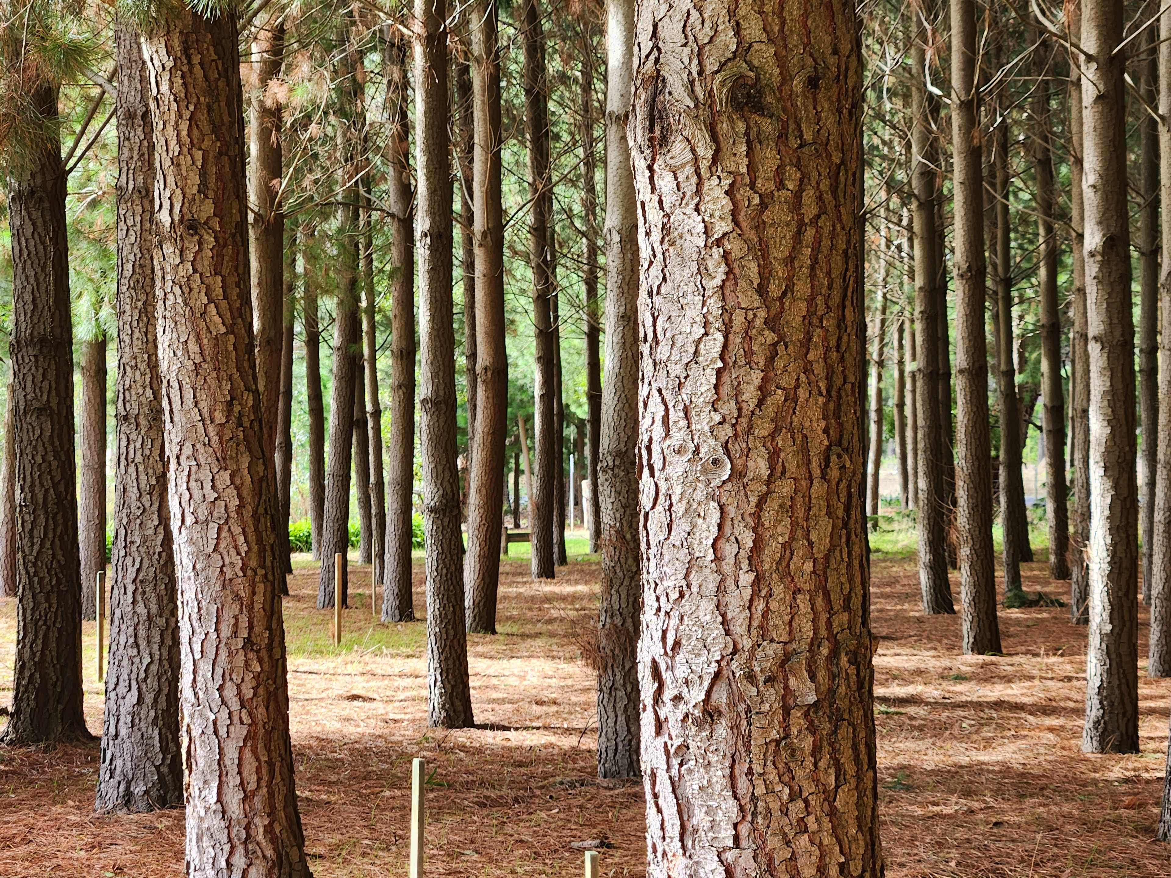 Kuitpo Winter Wetlands Sanctuary