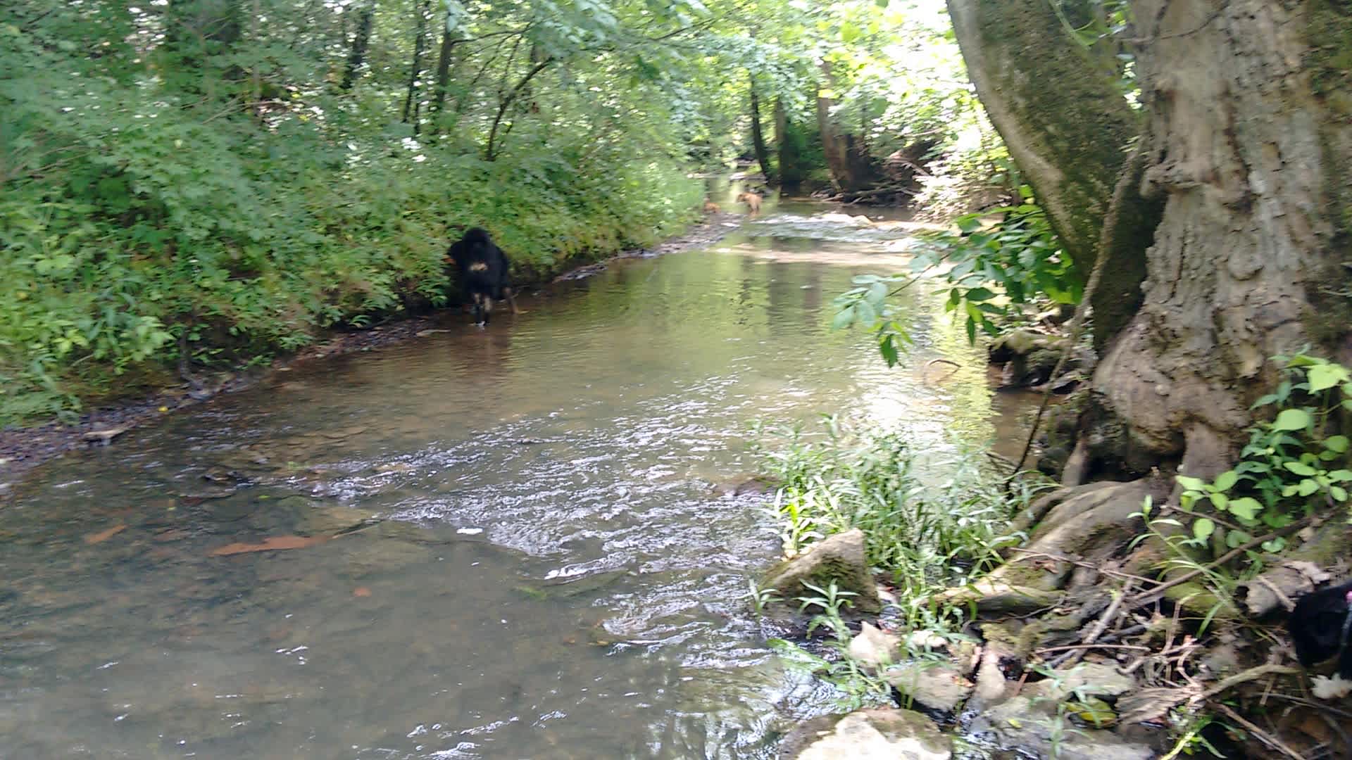 Creekside primitive tent camp site