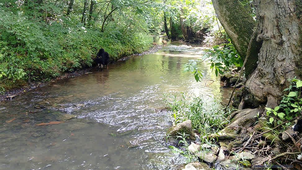 Creekside primitive tent camp site