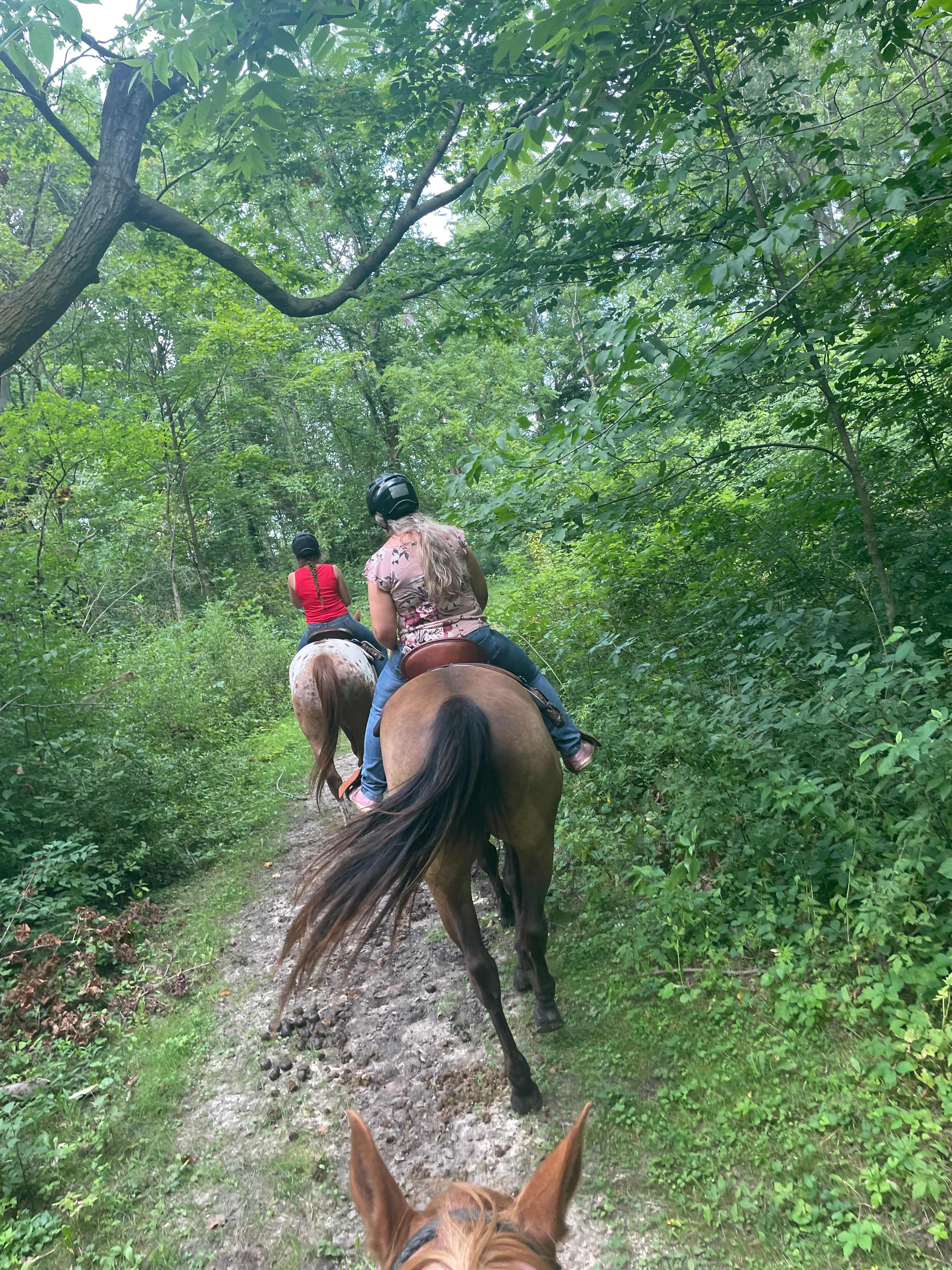 TJ Stables