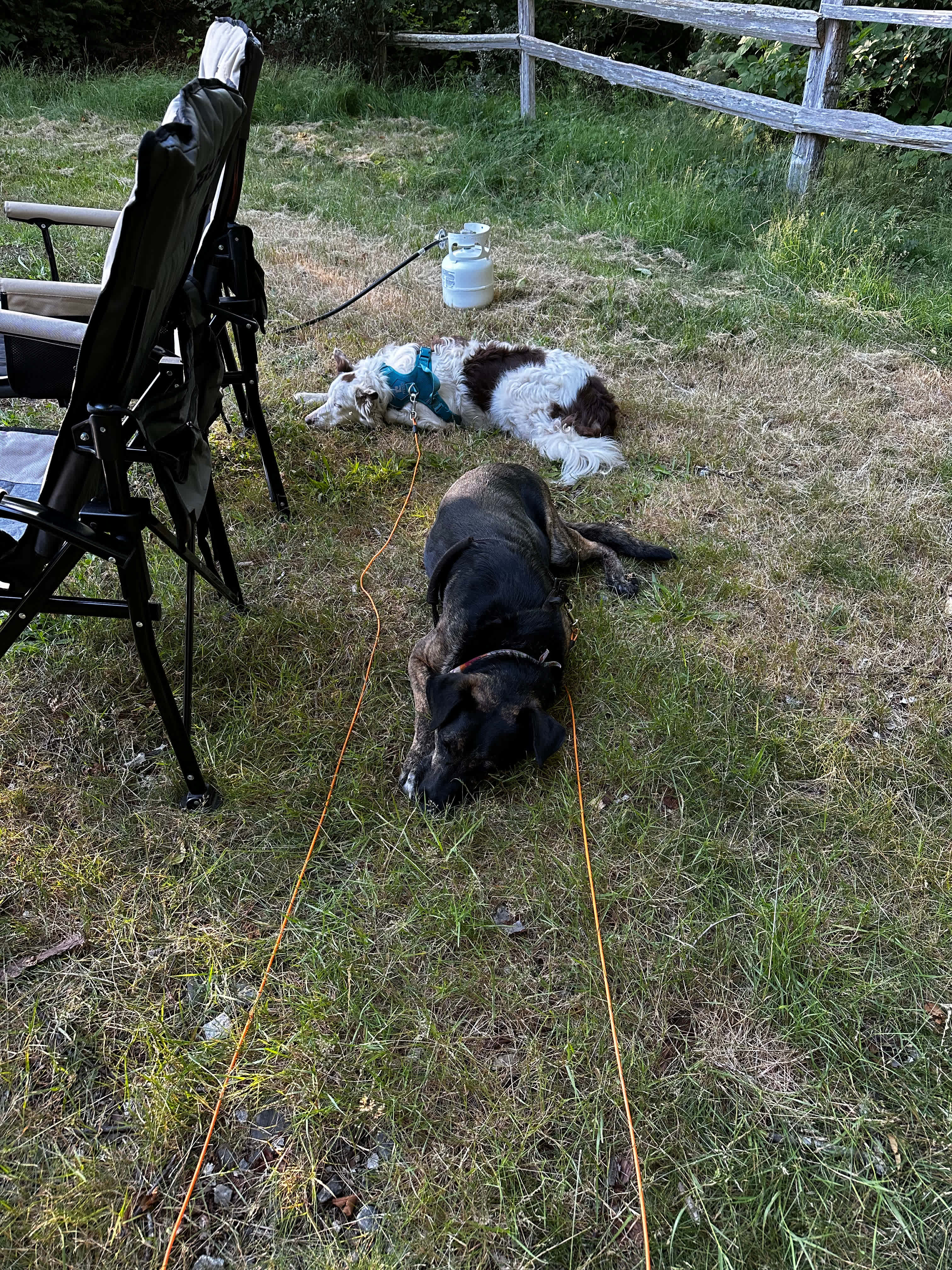 Dogs are happy and welcome here. 
