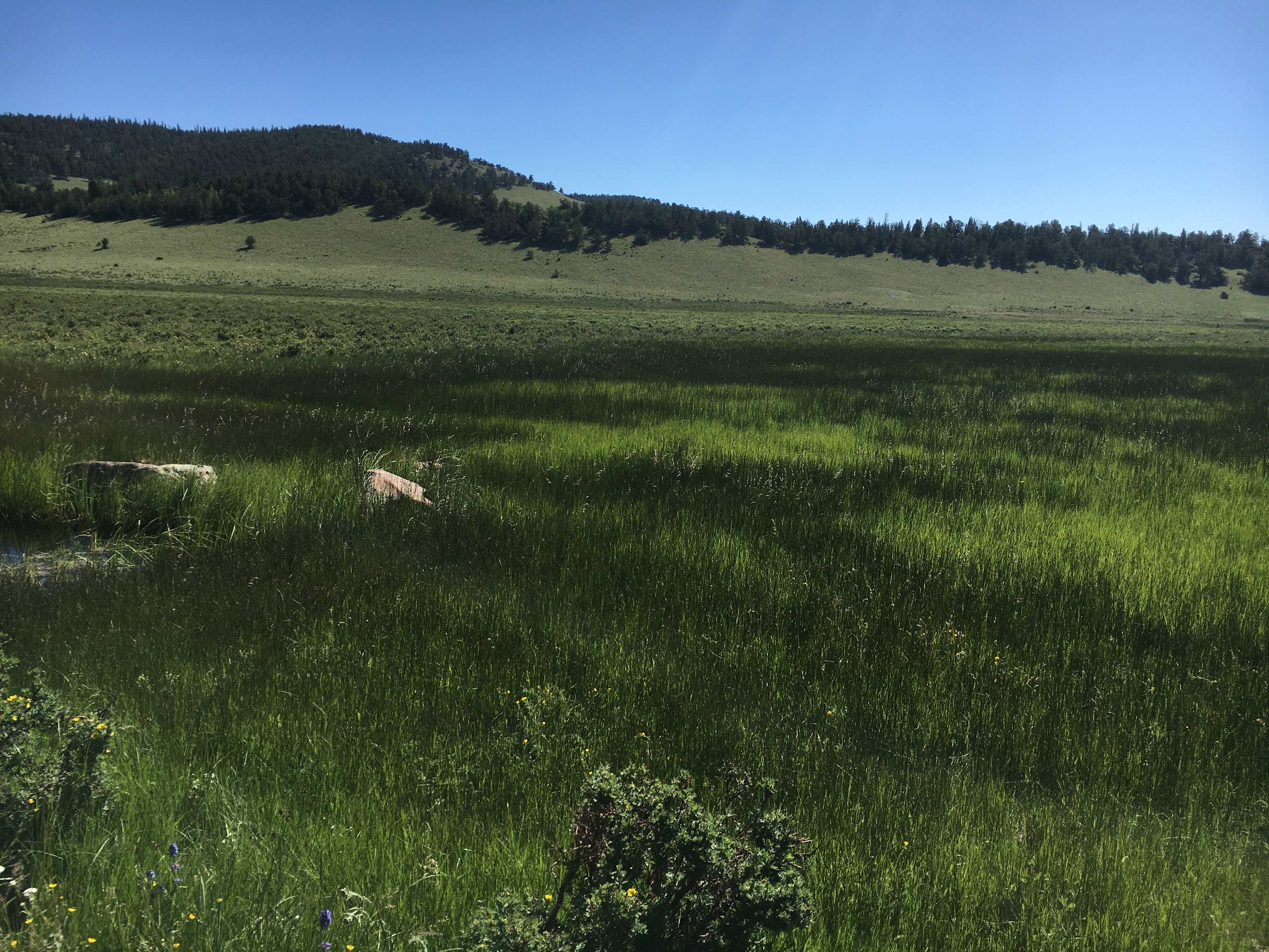 Whispering Pines Glamping