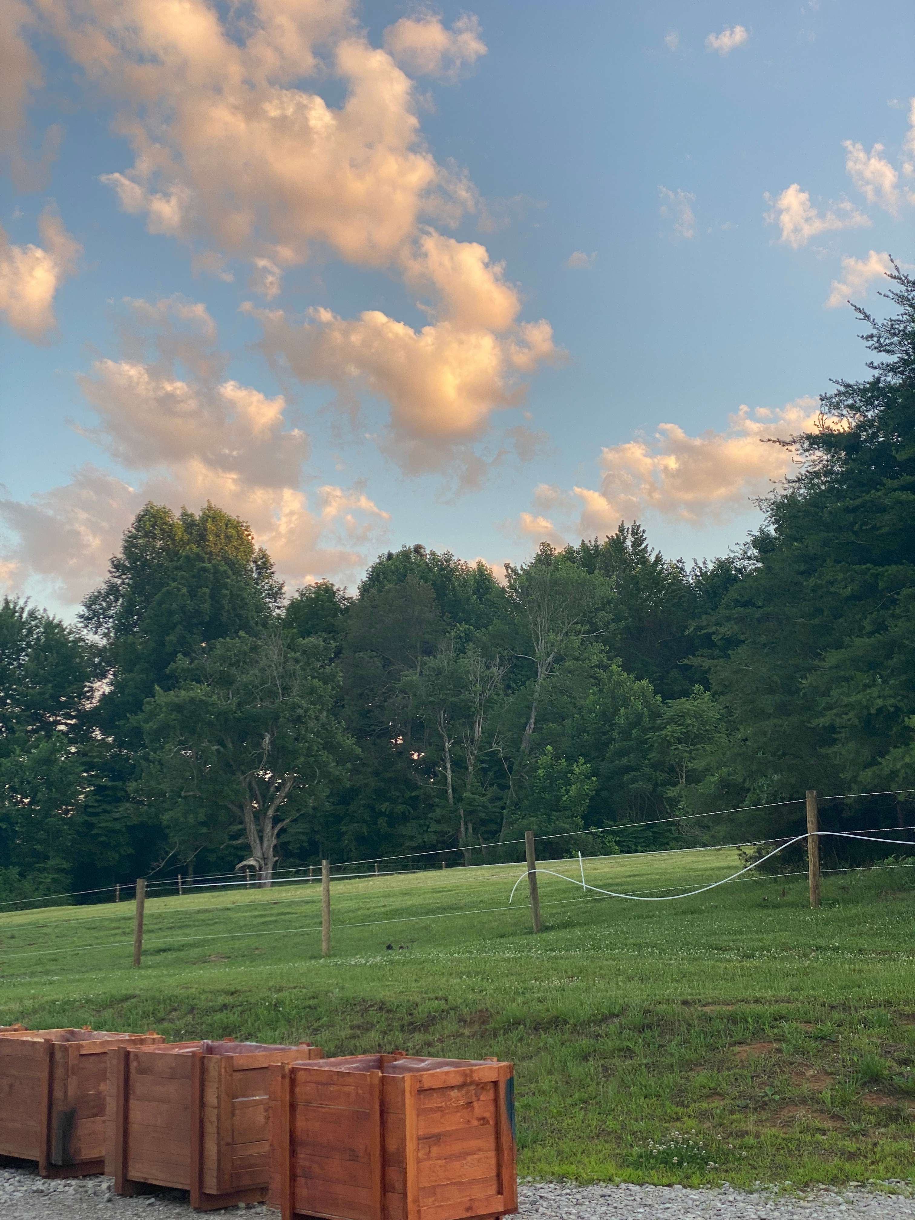 Pine horse farm